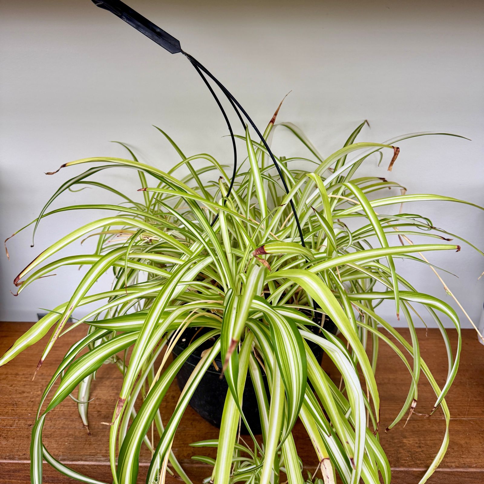 Spider Plant (Chlorophytum comosum) - 10" Pot HB