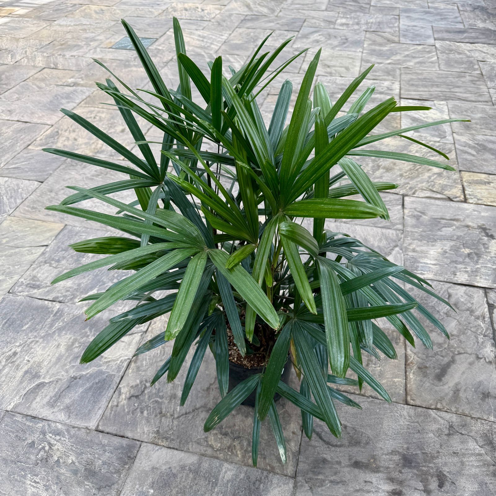 Lady Palm (Rhapsis excelsa) - 10" Pot