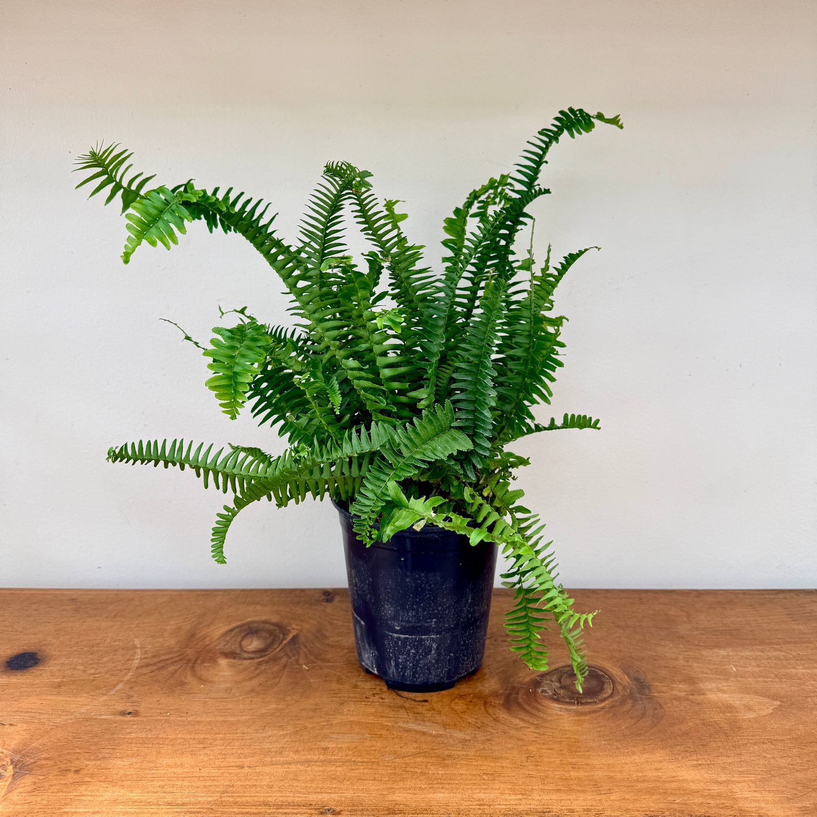 Kimberly Queen Fern (Nephrolepis obliterata) - 6" Pot