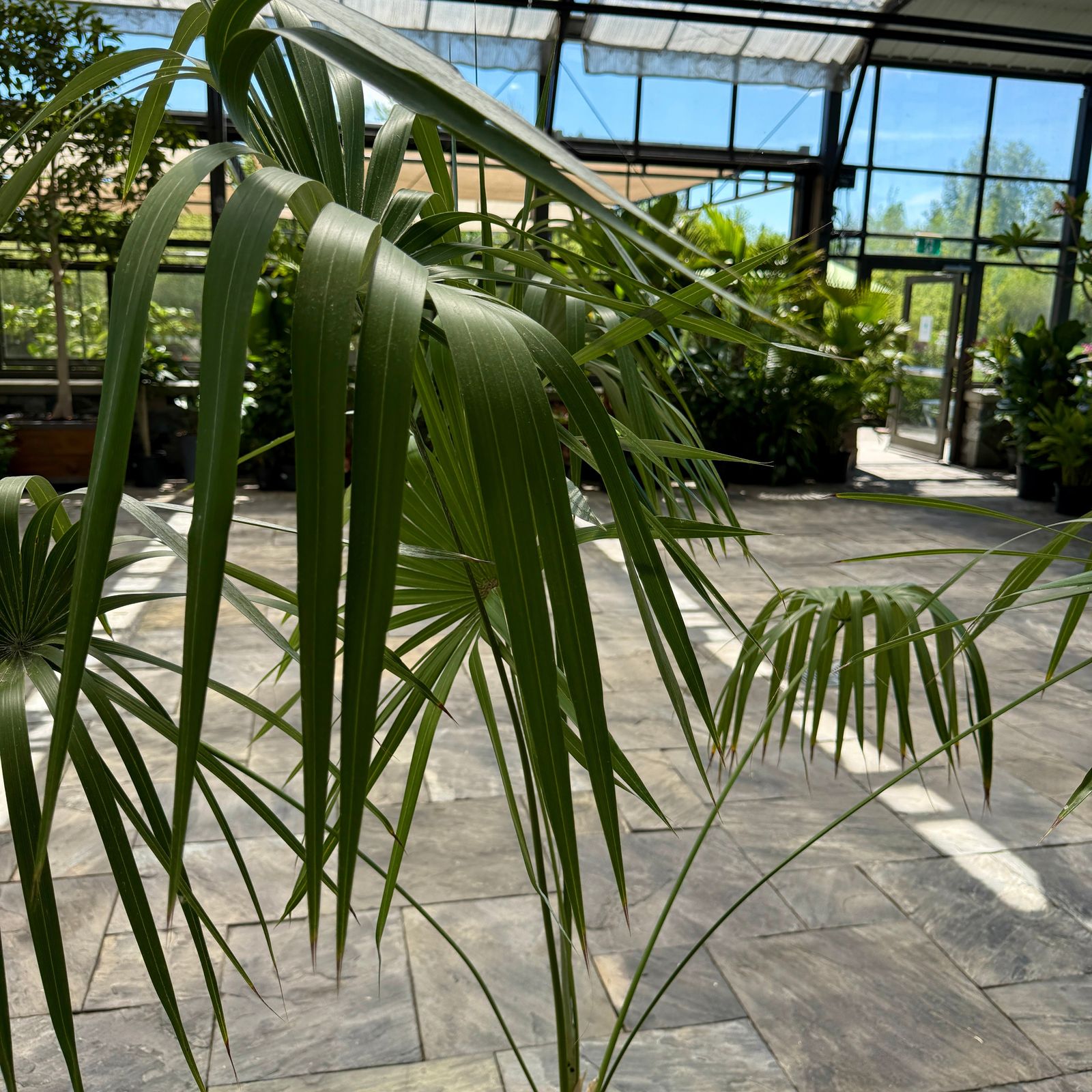 Key Thatch Palm (Leucothrinax morrisii) - 14" Pot