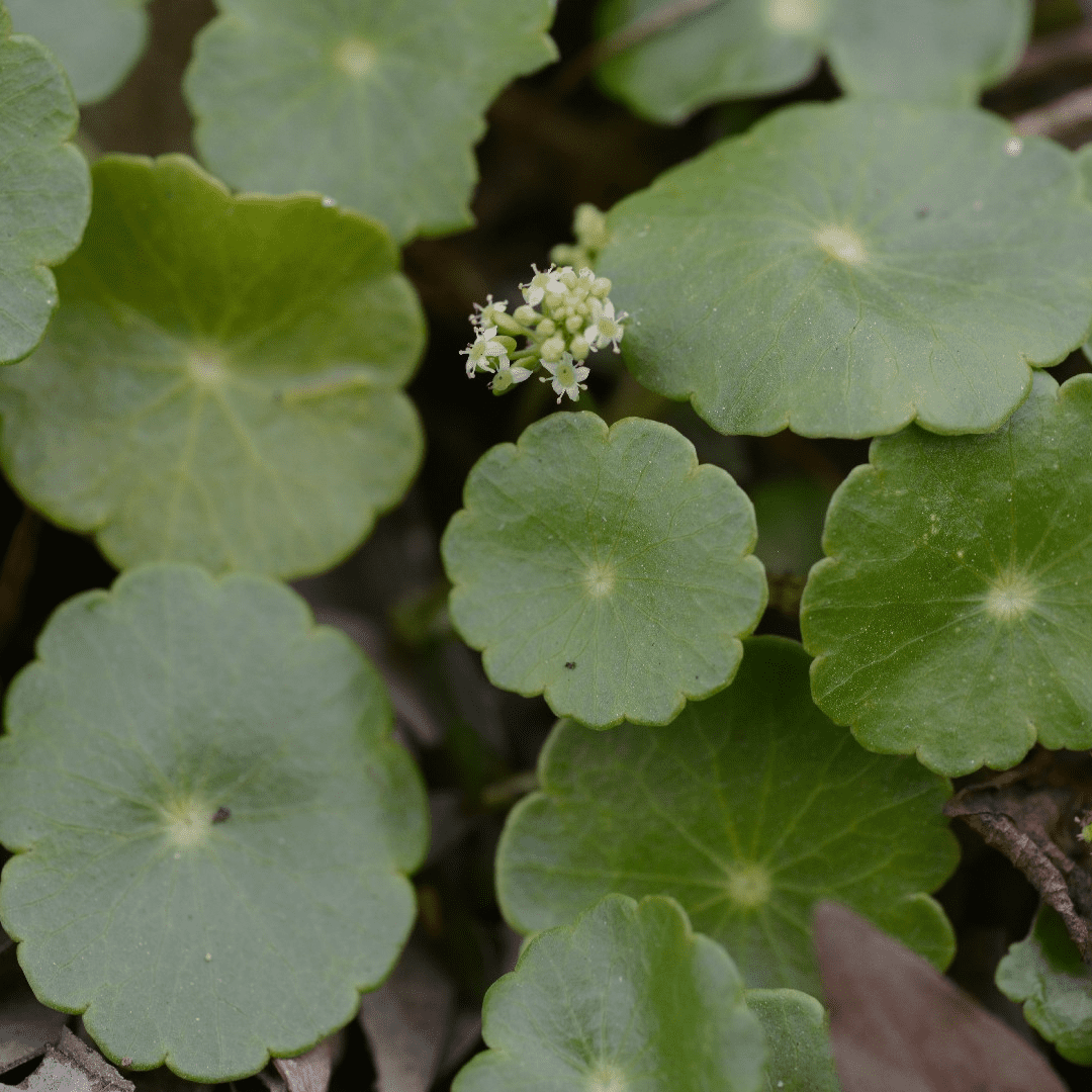 Water Pennywort (Hydrocotyle vulgaris) - 5.5" Pot