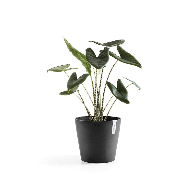 Amsterdam 30 Dark Grey