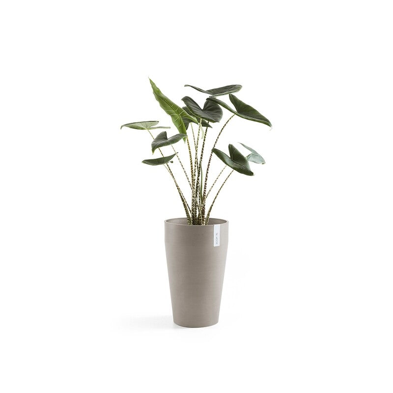 Sankara Mid High 55 Taupe