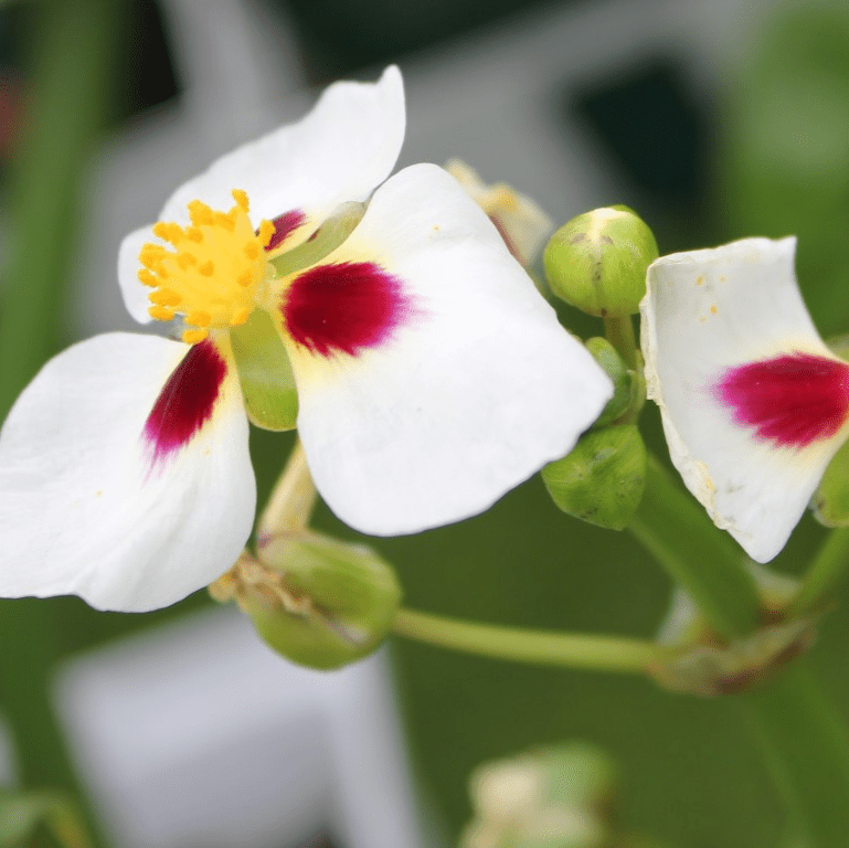 Ruby-Eyed Arrowhead (Sagittaria montevidensis) - 5.5" Pot