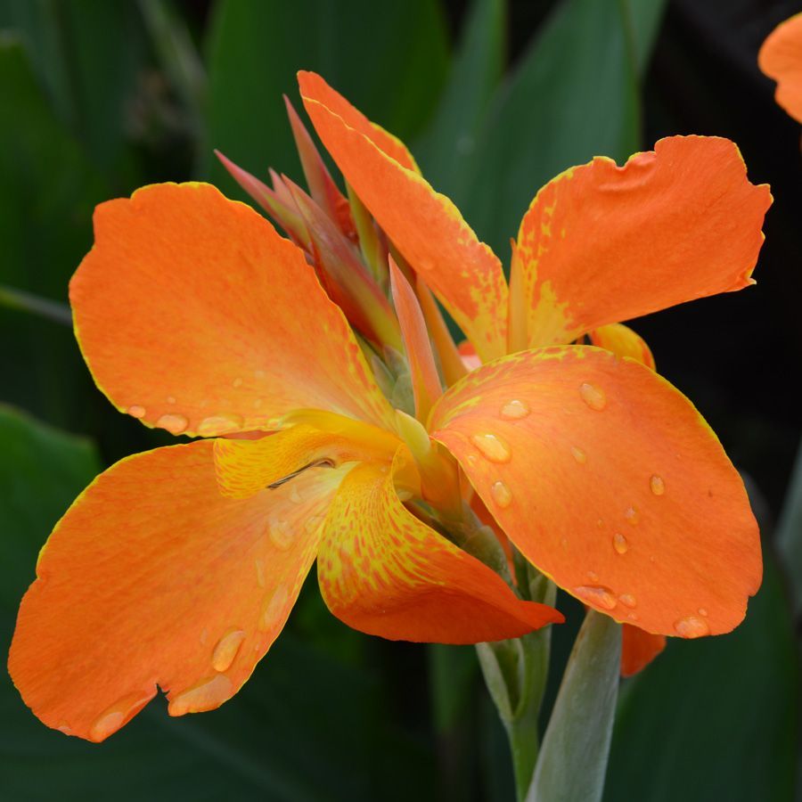 Canna 'Orange Punch' (Canna sp. 'Orange Punch') - 5.5" Pot