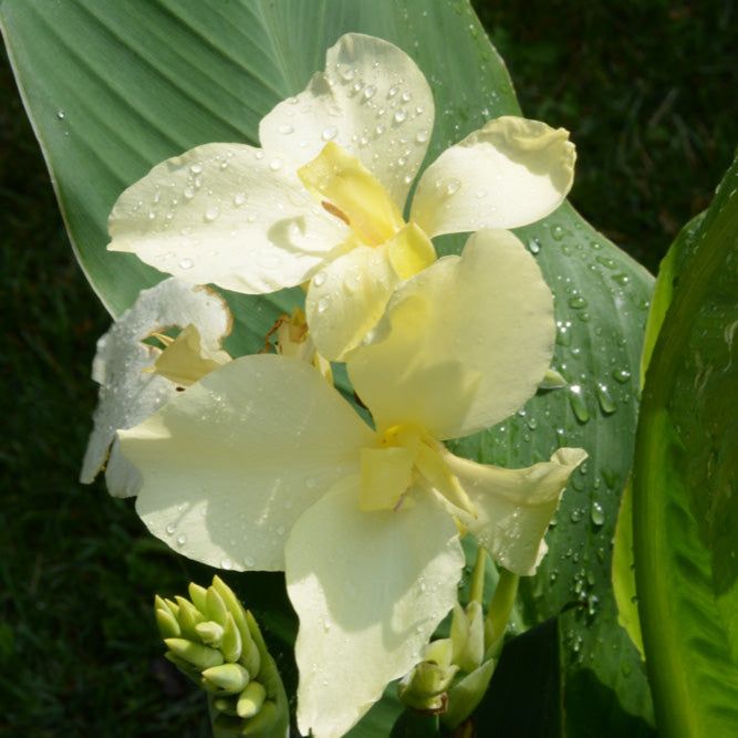 Canna 'Alaska' (Canna x 'Alaska') - 10" Pot