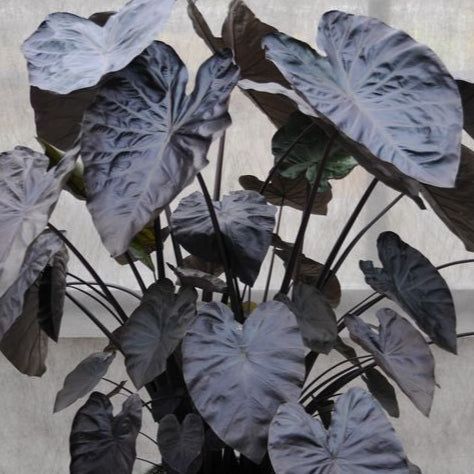 Taro 'Black Coral' (Colocasia esculenta 'Black Coral') - 5.5" Pot