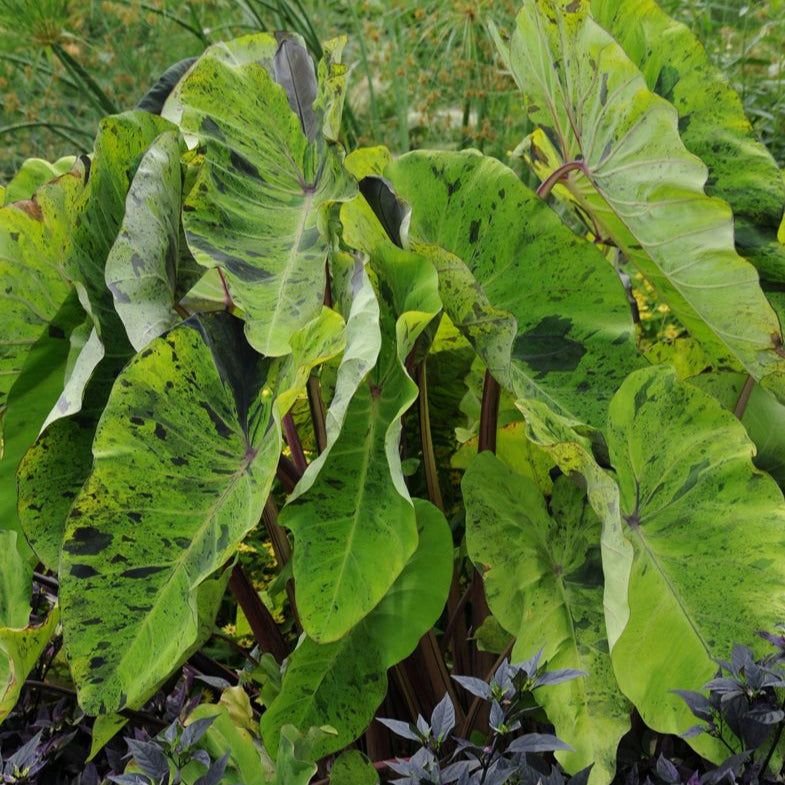Mojito Taro (Colocasia esculenta) - 5.5" Pot