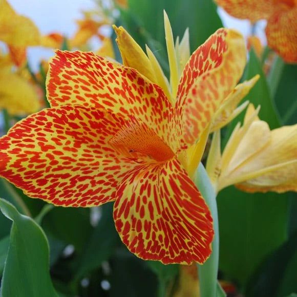 Canna 'Maui Punch' (Canna sp. 'Maui Punch') - 5.5" Pot