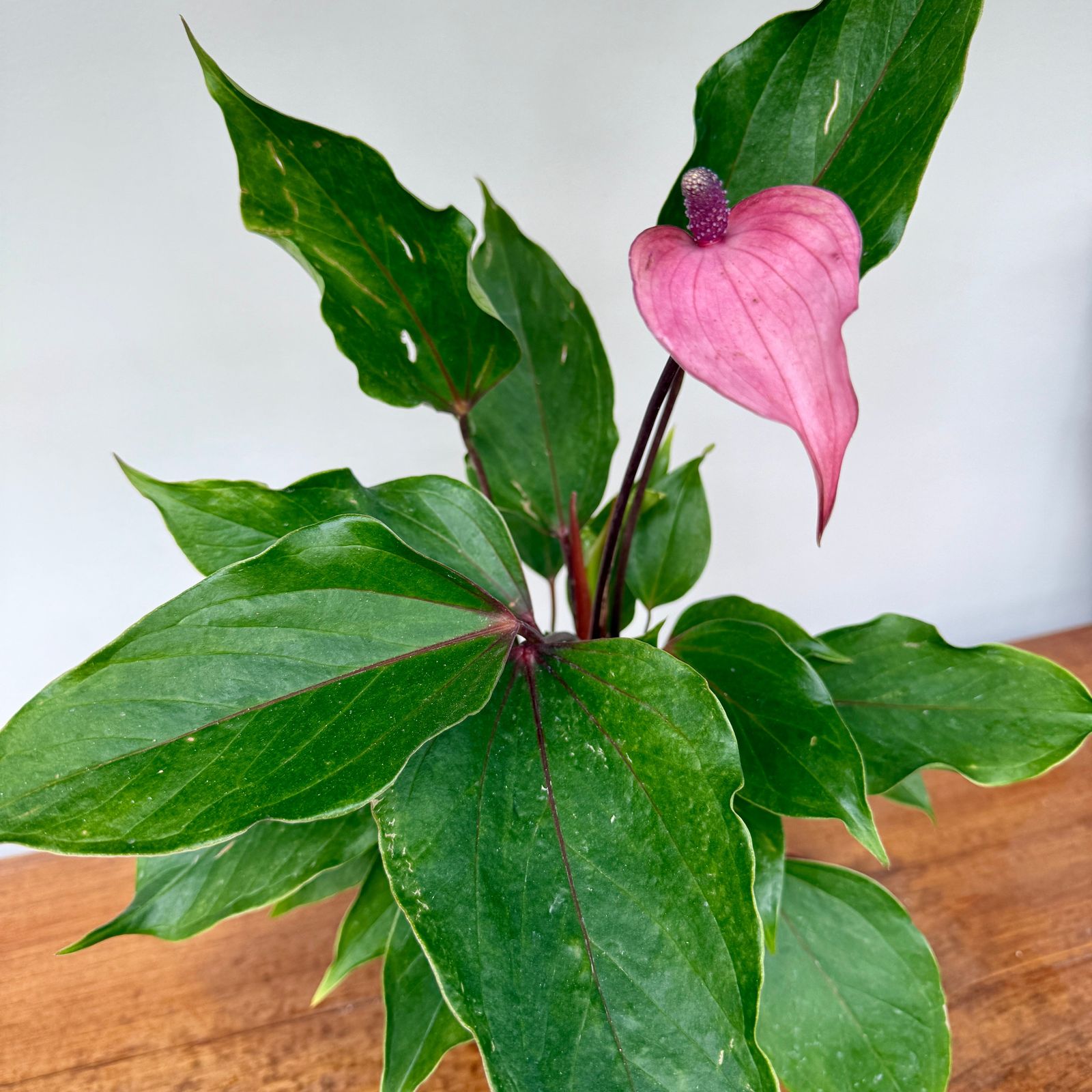 Anthurium 'Miss June Purple' (Anthurium andreanum 'Miss June Purple') - 6" Pot
