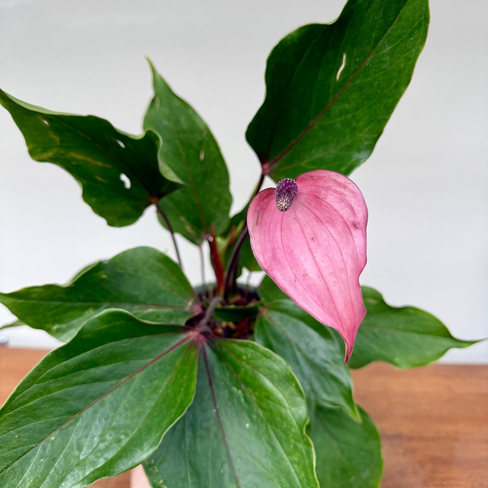 Anthurium 'Miss June Purple' (Anthurium andreanum 'Miss June Purple') - 6" Pot