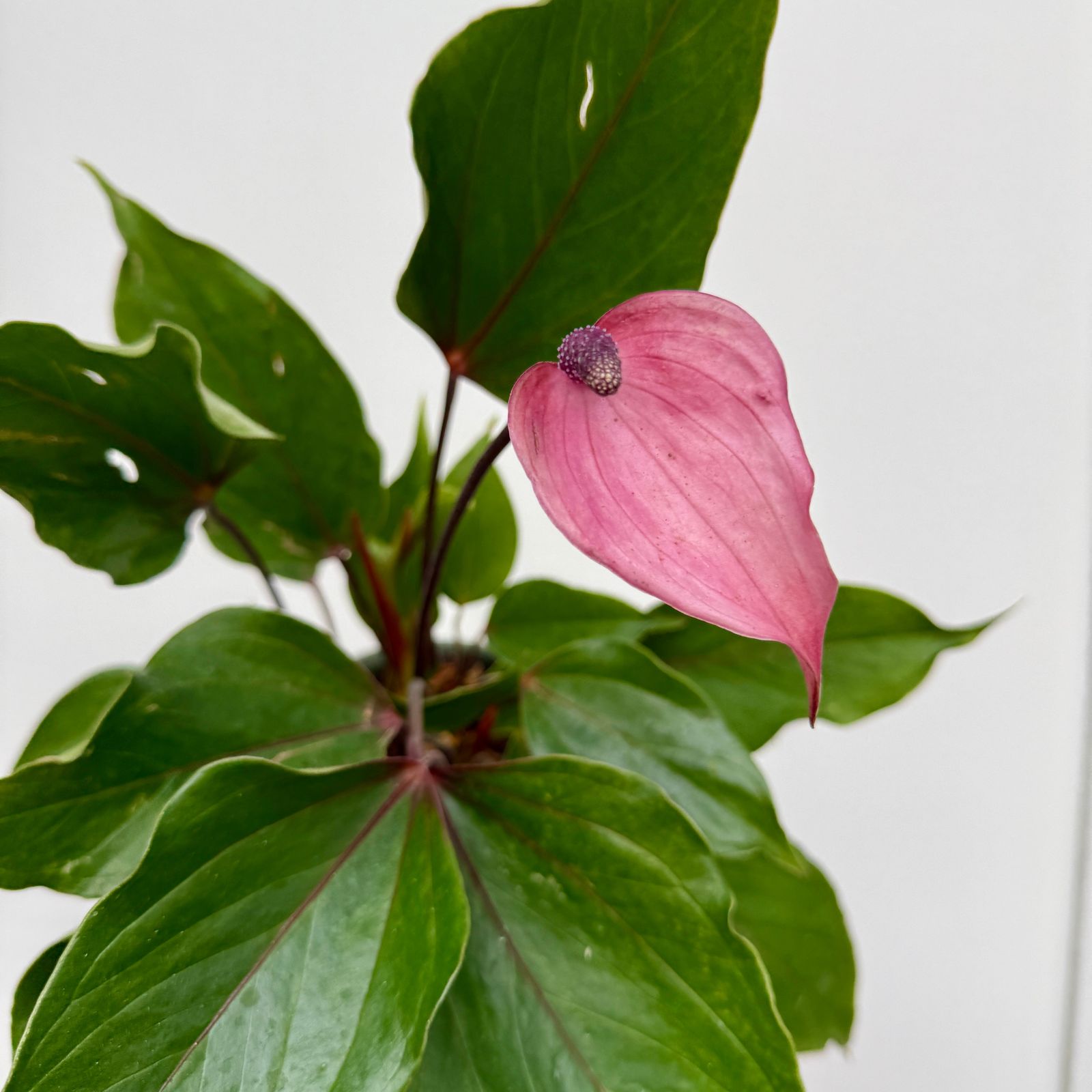 Anthurium 'Miss June Purple' (Anthurium andreanum 'Miss June Purple') - 6" Pot