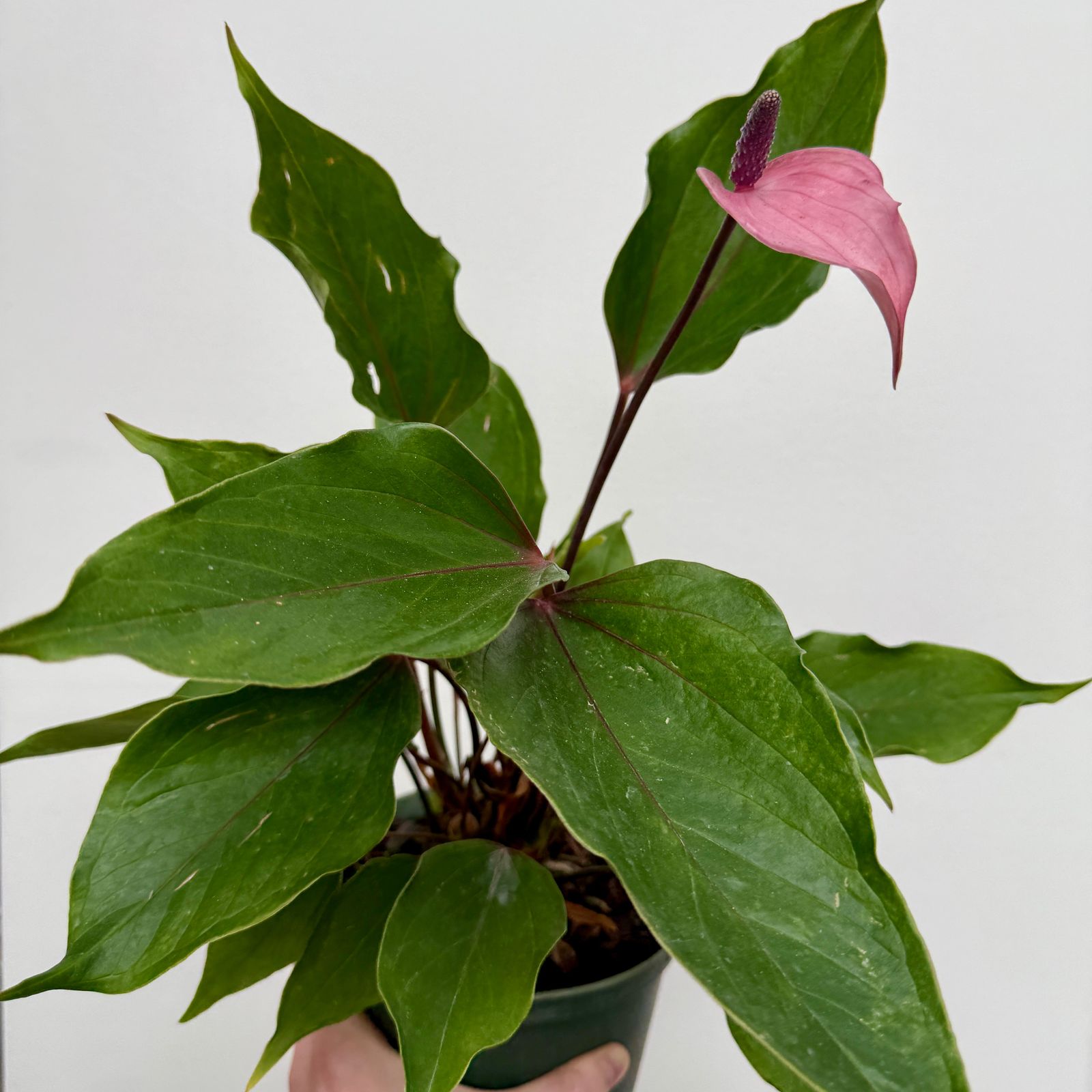 Anthurium 'Miss June Purple' (Anthurium andreanum 'Miss June Purple') - 6" Pot