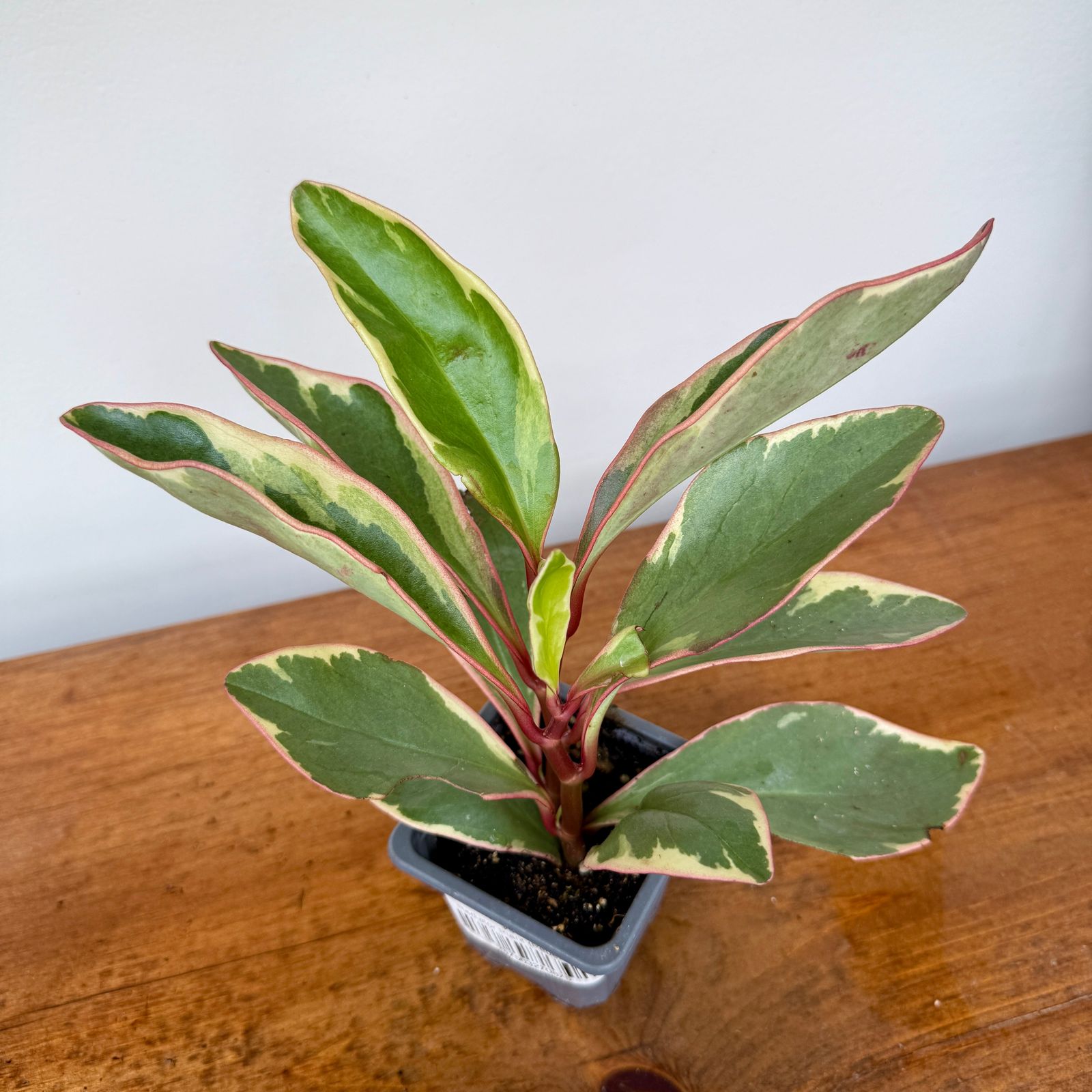 Radiator Plant (Peperomia sp.) - 3" Pot