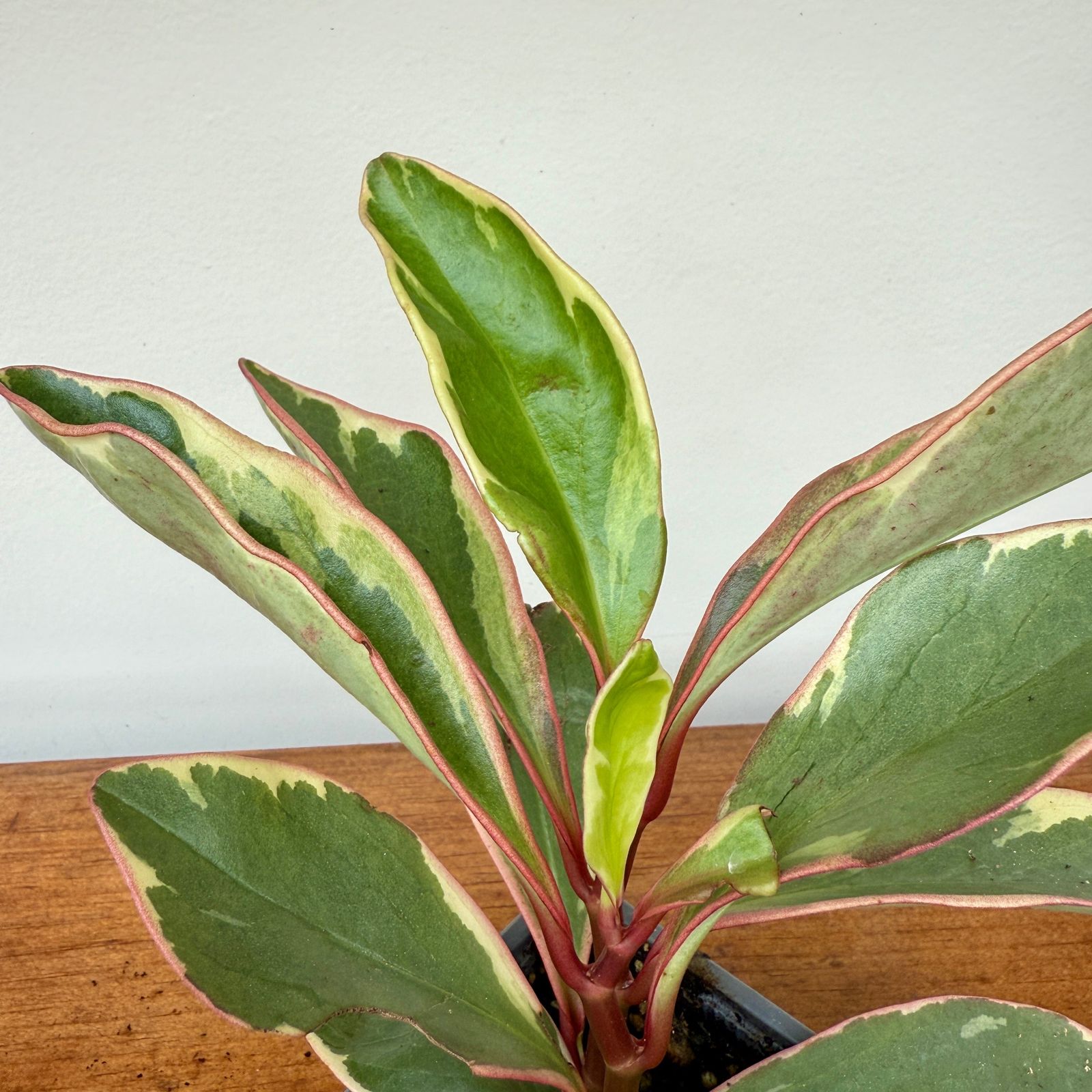 Radiator Plant (Peperomia sp.) - 3" Pot