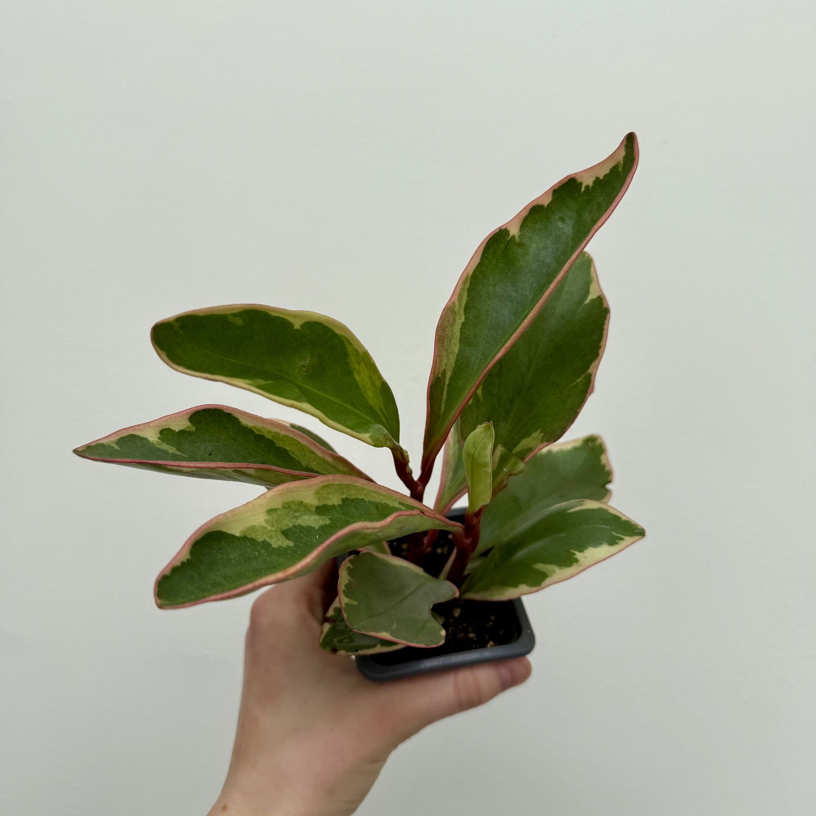 Radiator Plant (Peperomia sp.) - 3" Pot