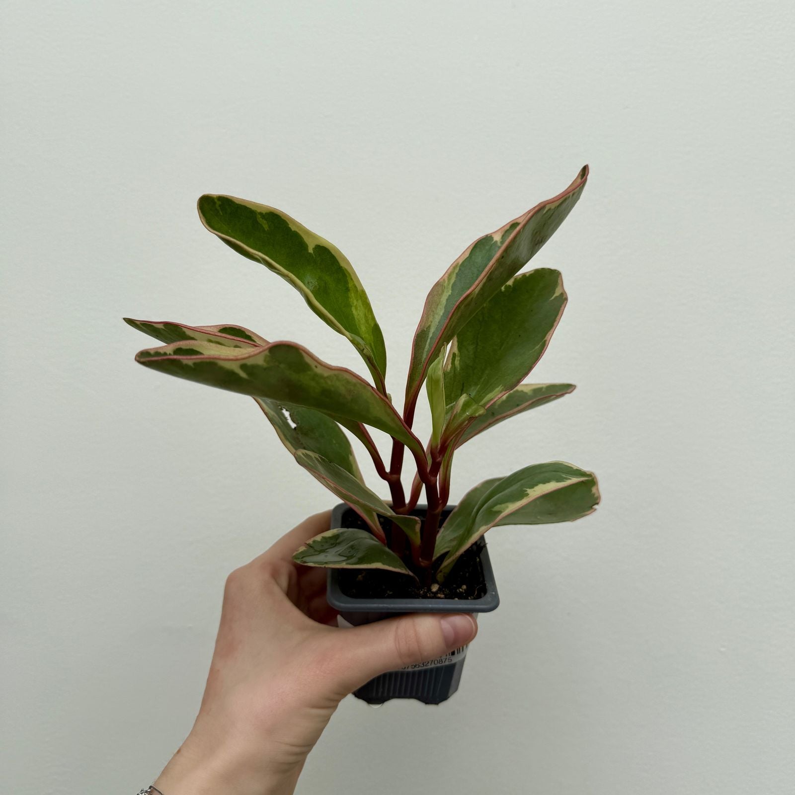 Radiator Plant (Peperomia sp.) - 3" Pot