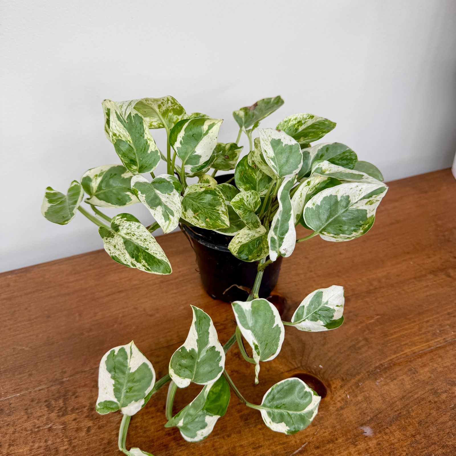 Pearl & Jade Pothos (Epipremnum aureum 'Peal & Jade') - 4" Pot