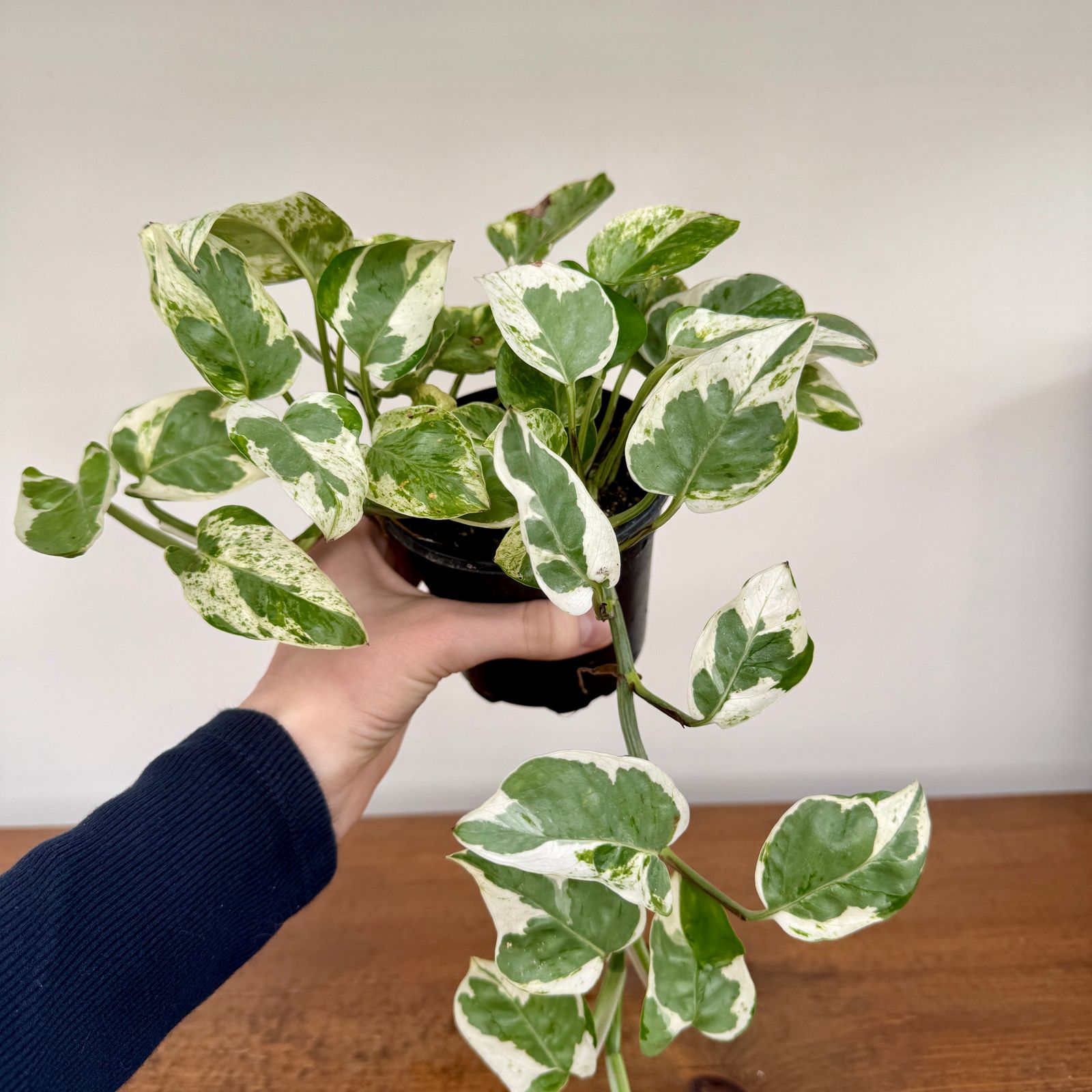 Pearl & Jade Pothos (Epipremnum aureum 'Peal & Jade') - 4" Pot