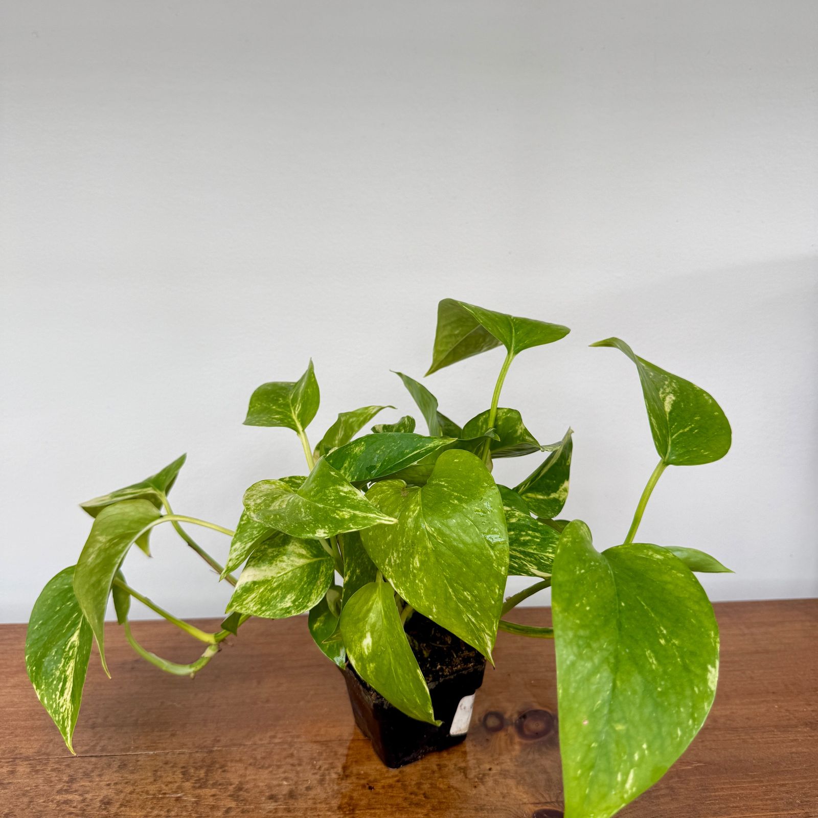 Golden Pothos (Epipremnum aureum) - 4" Pot