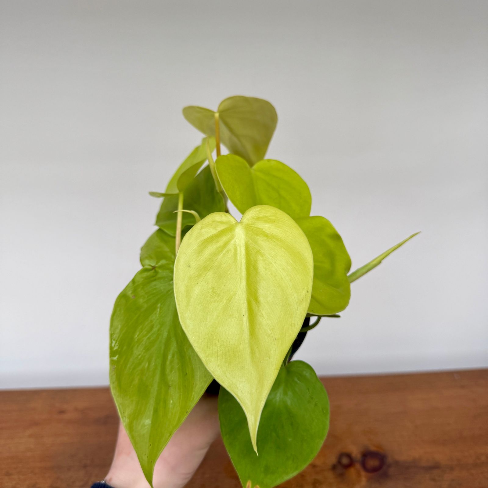 Heart-Leaf Philodendron 'Lemon-Lime' (Philodendron cordatum) - 4" Pot