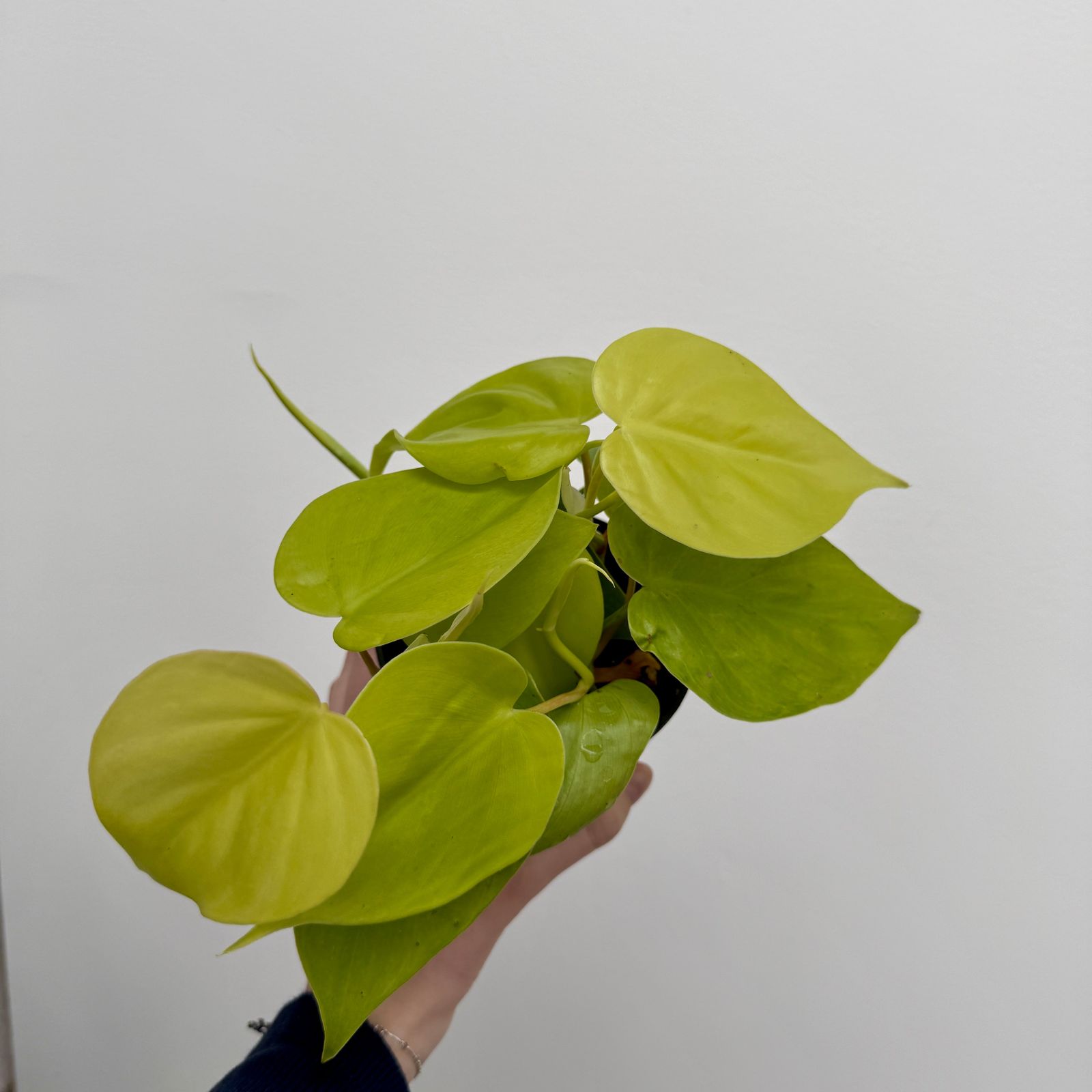 Heart-Leaf Philodendron 'Lemon-Lime' (Philodendron cordatum) - 4" Pot