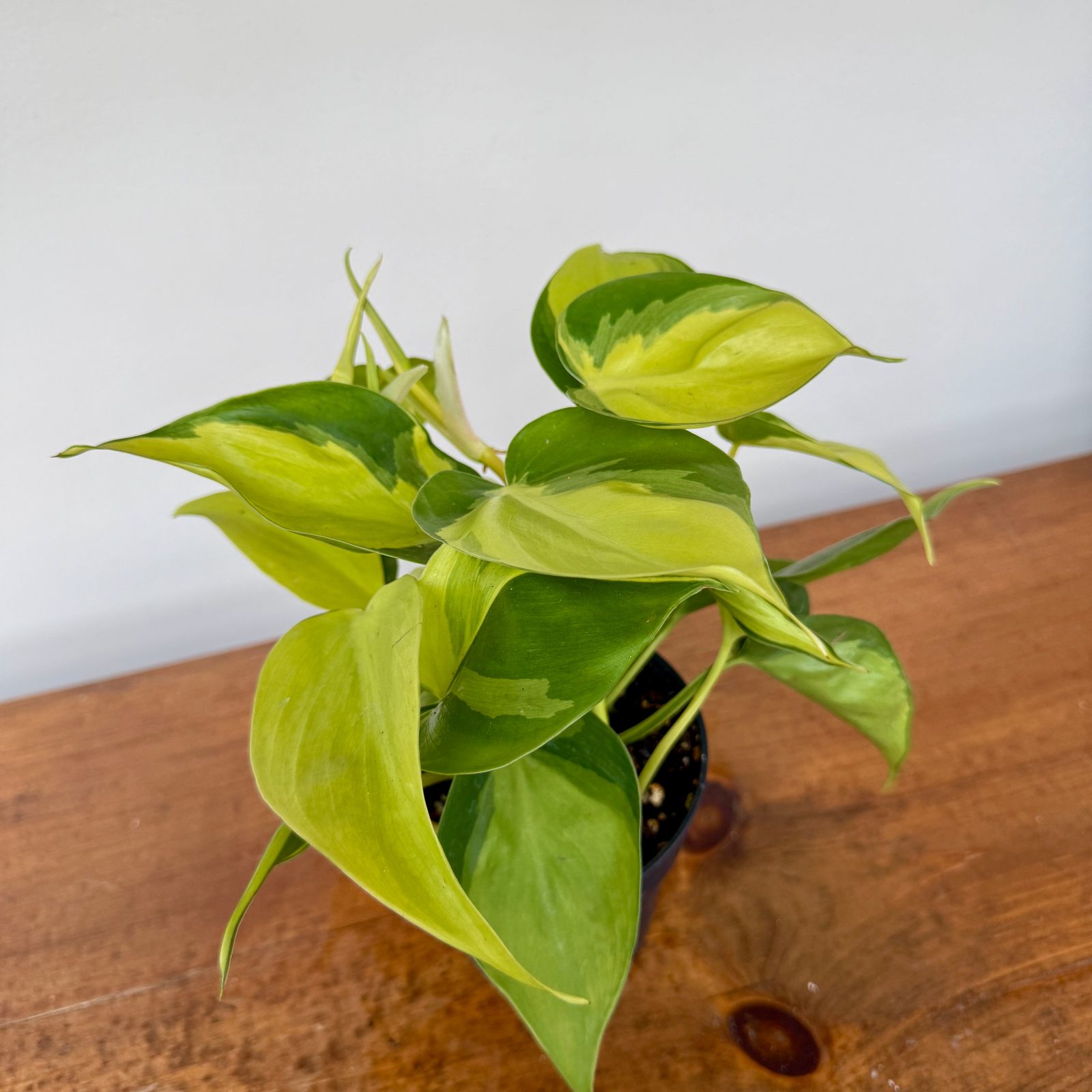 Heart Leaf Philodendron 'Brasil' (Philodendron hederaceum 'Brasil') - 4" Pot