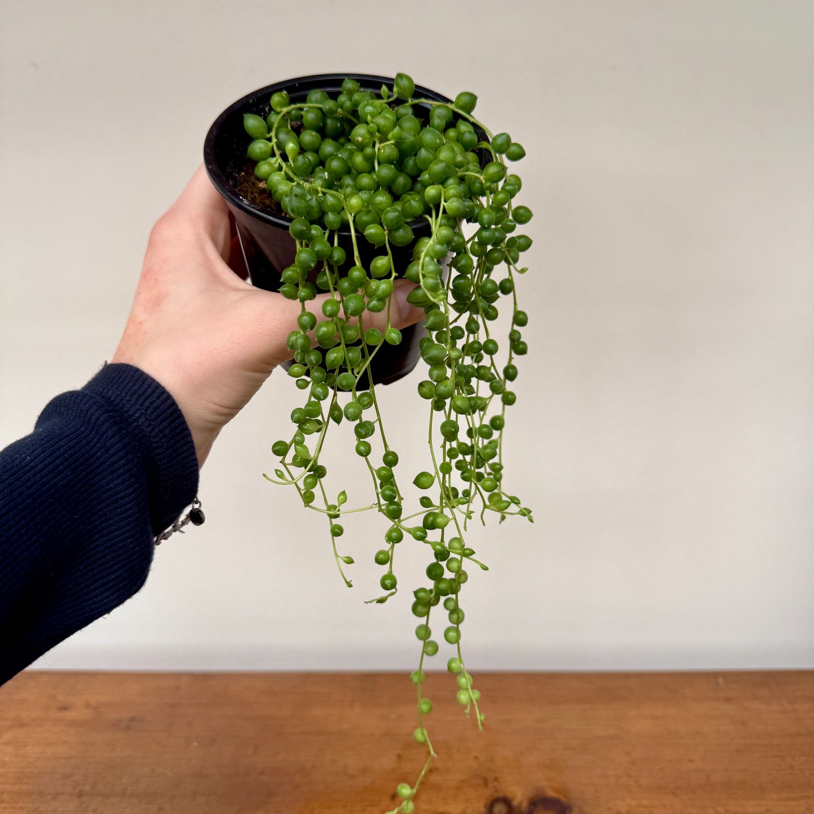 String of Pearls (Senecio rowleyanus) - 4.5" Pot