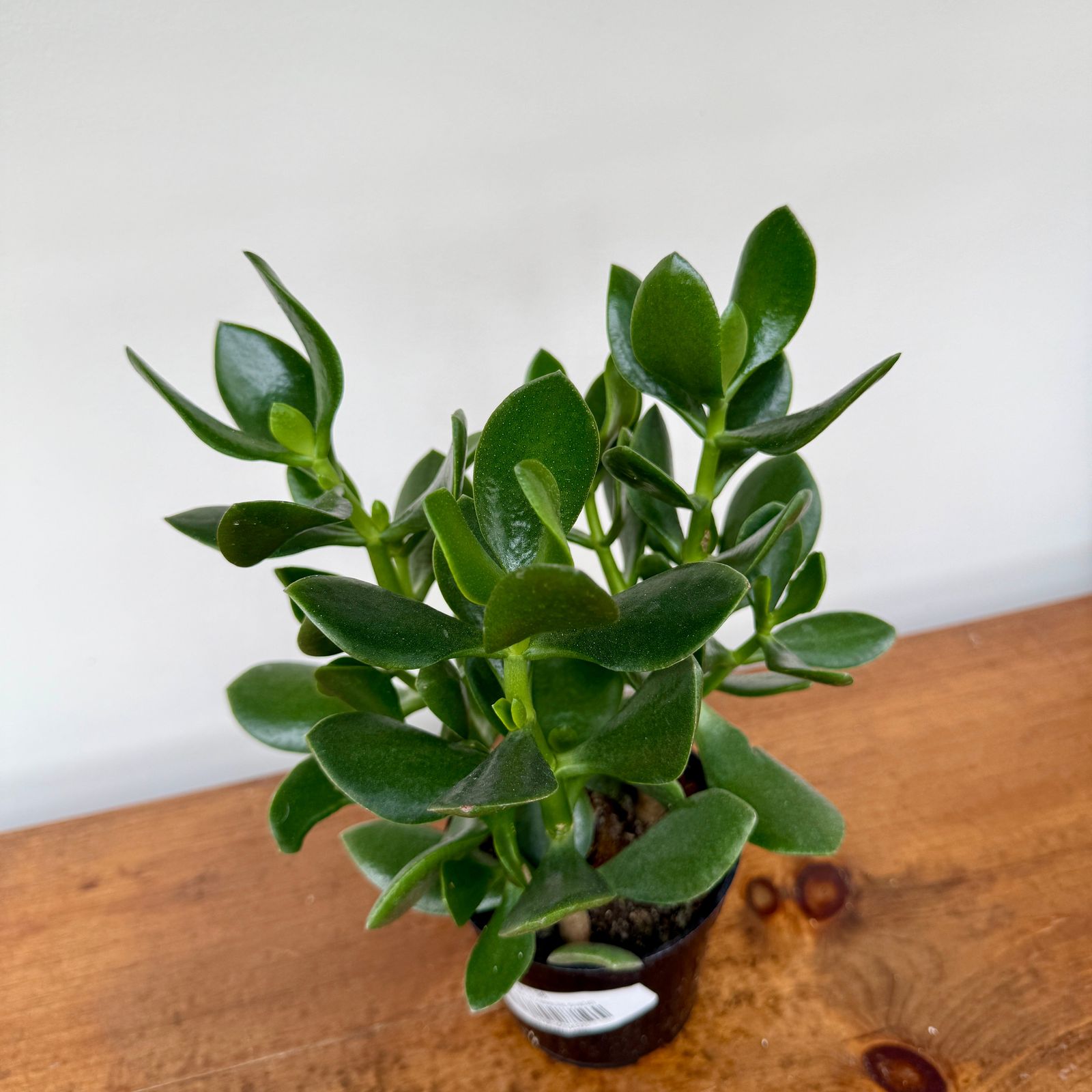 Jade Plant (Crassula ovata) - 4" Pot