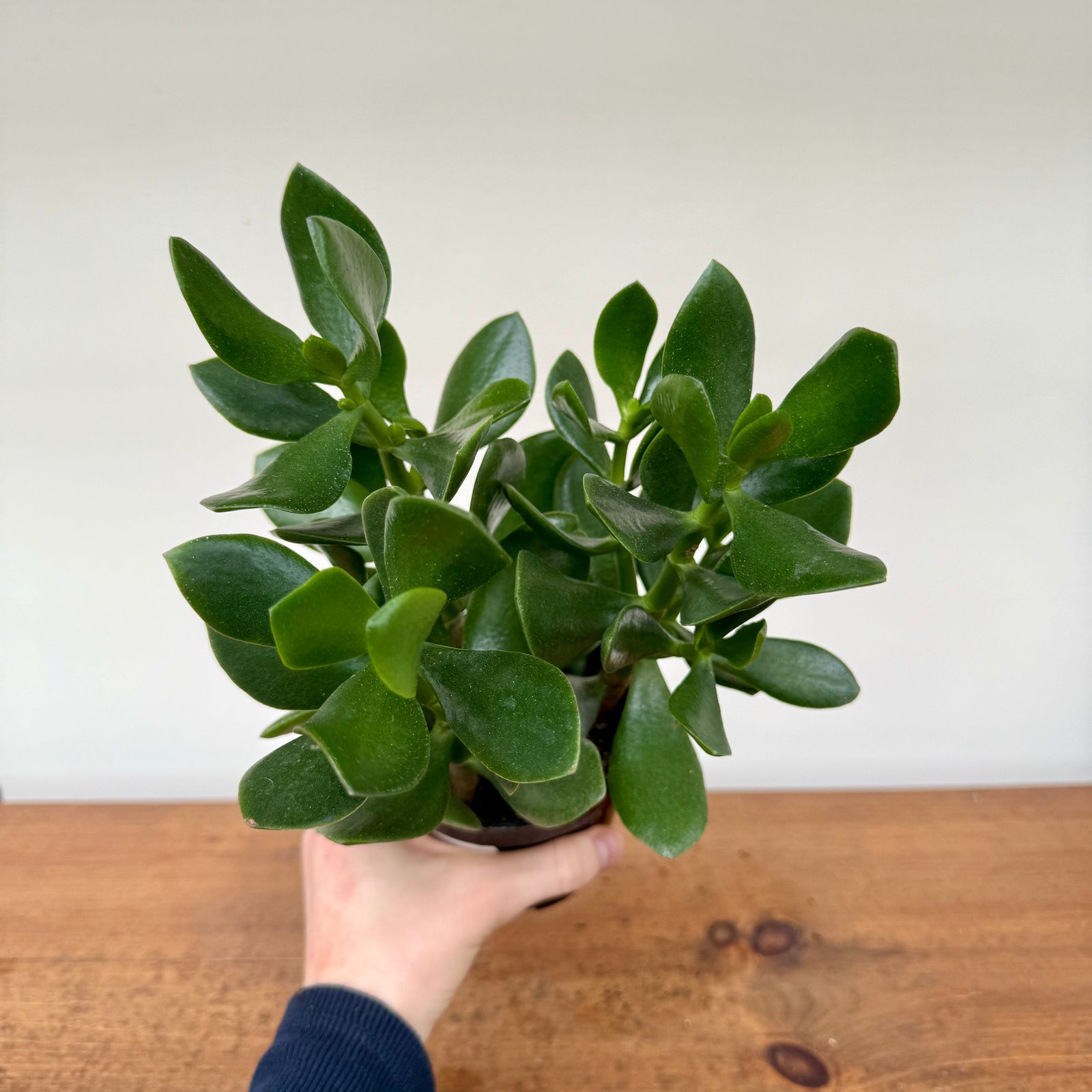 Jade Plant (Crassula ovata) - 4" Pot