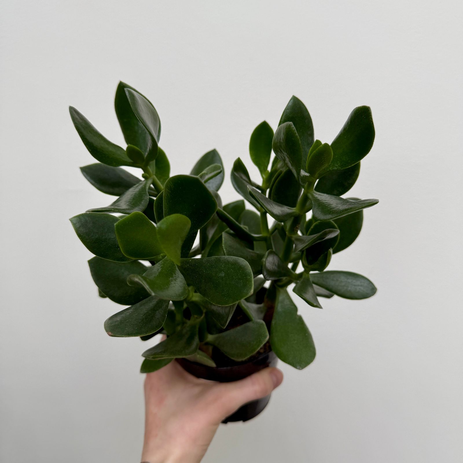 Jade Plant (Crassula ovata) - 4" Pot