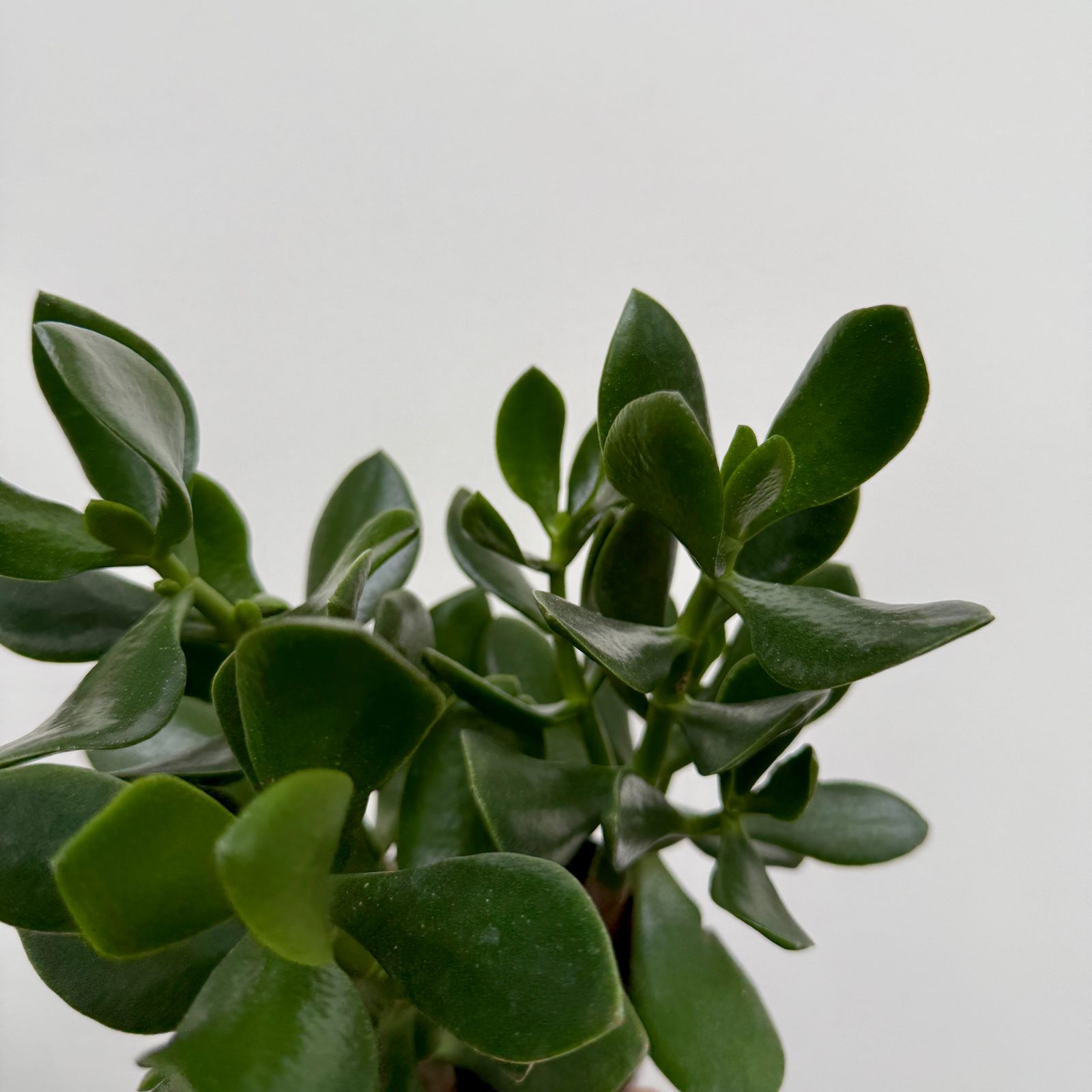 Jade Plant (Crassula ovata) - 4" Pot