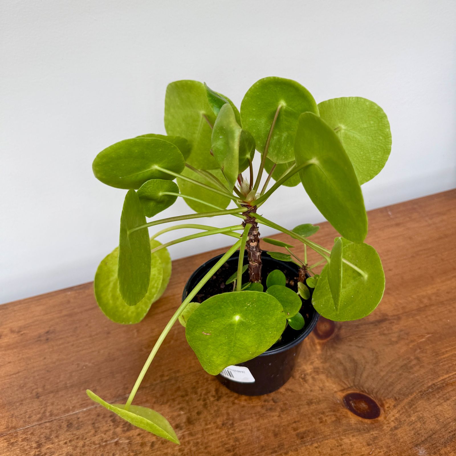 Chinese Money Plant (Pilea peperomioides) - 4" Pot