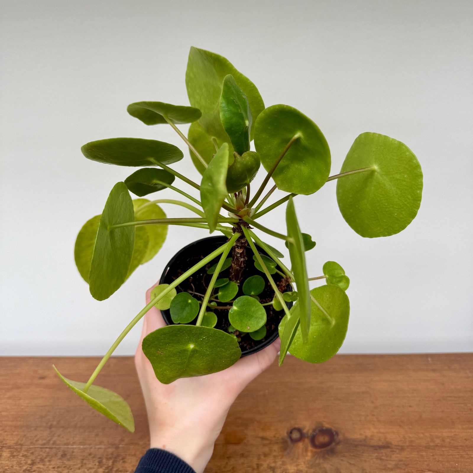Chinese Money Plant (Pilea peperomioides) - 4" Pot