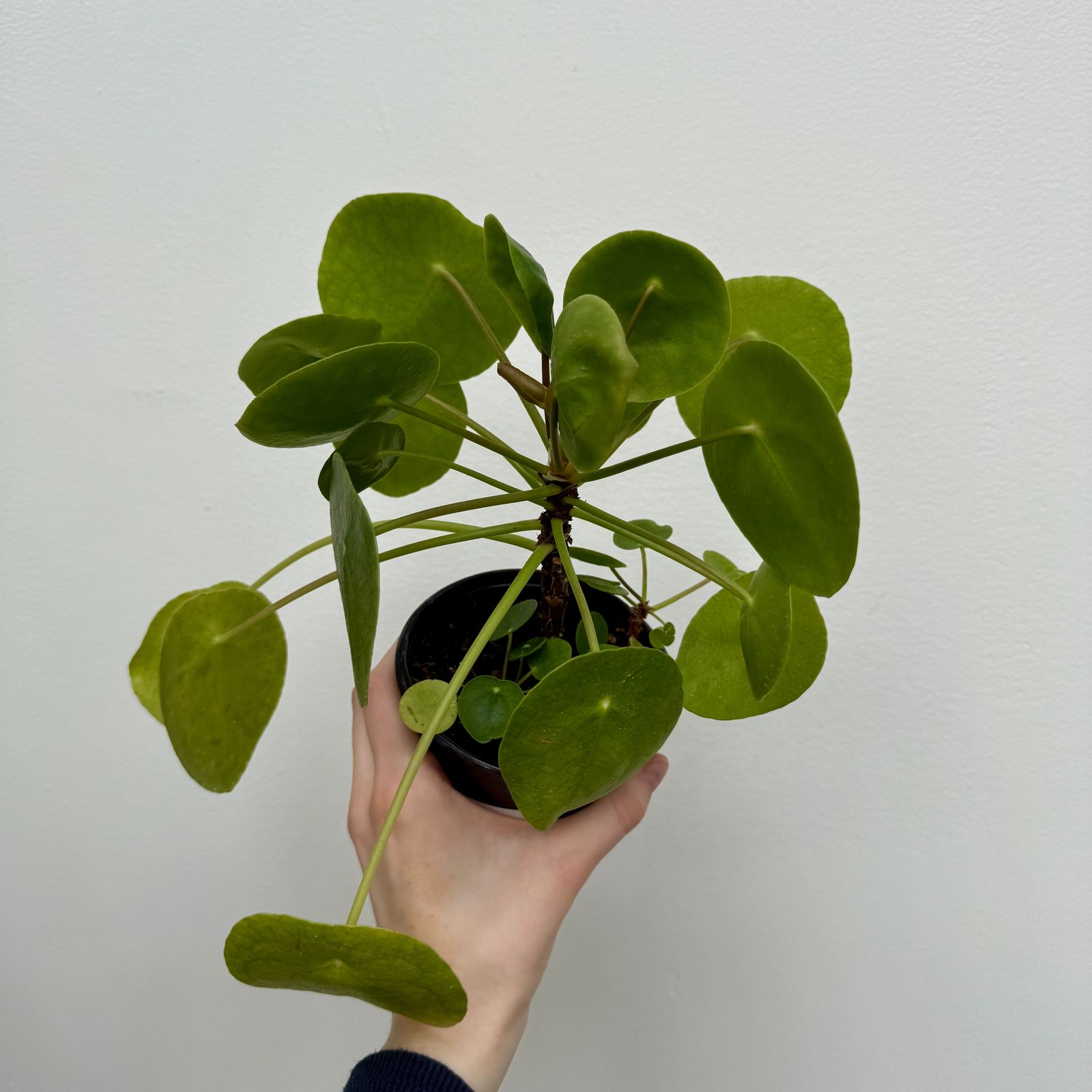 Chinese Money Plant (Pilea peperomioides) - 4" Pot