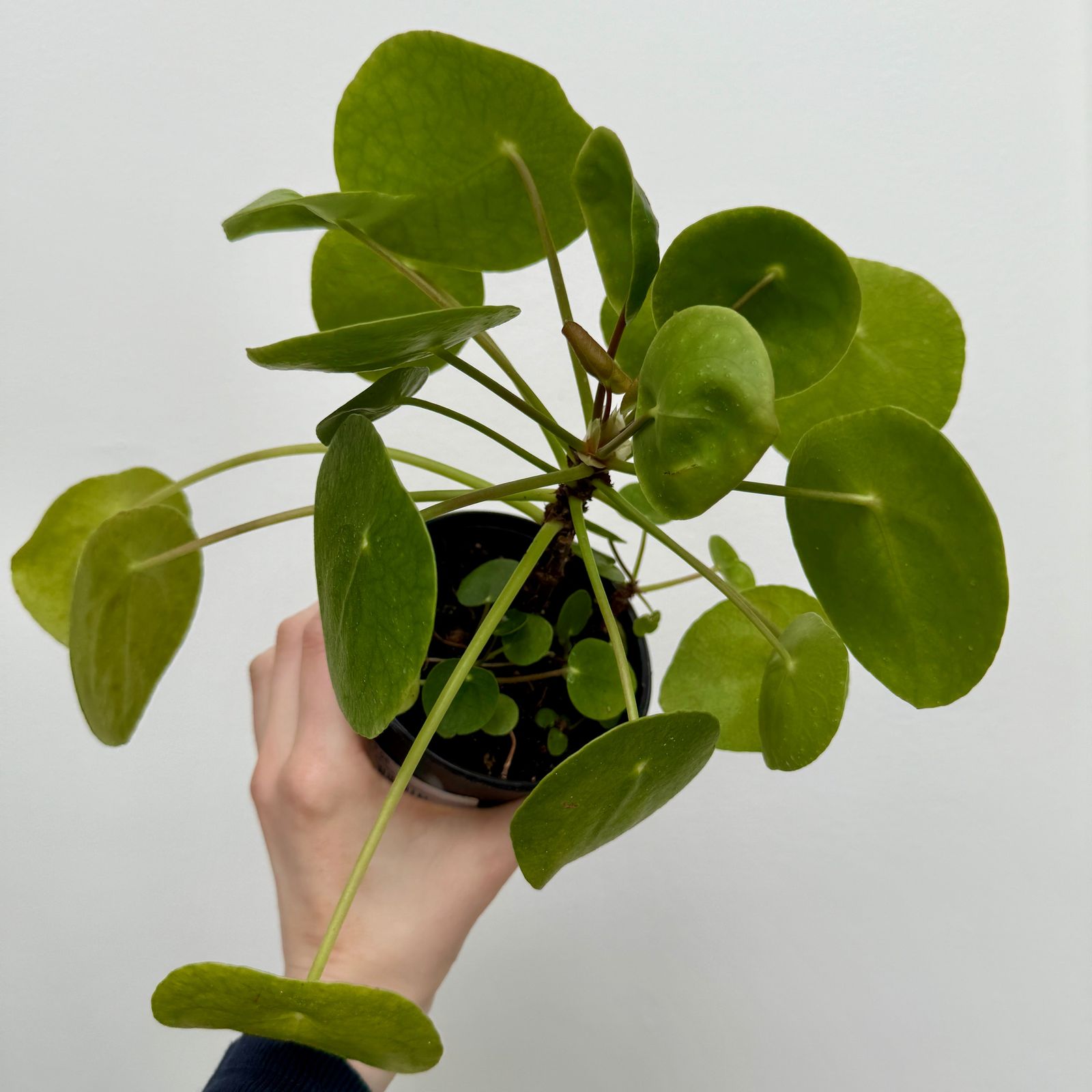 Chinese Money Plant (Pilea peperomioides) - 4" Pot