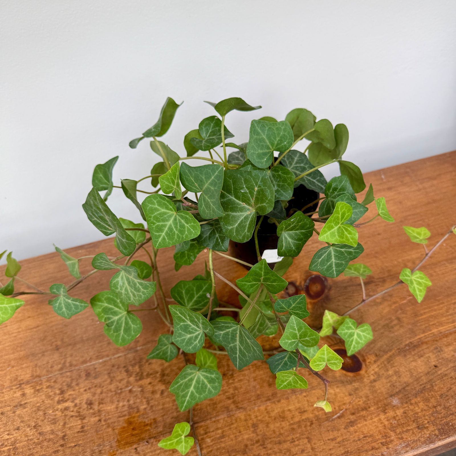 Ivy - Assorted (Hedera helix - Assorted) - 4" Pot