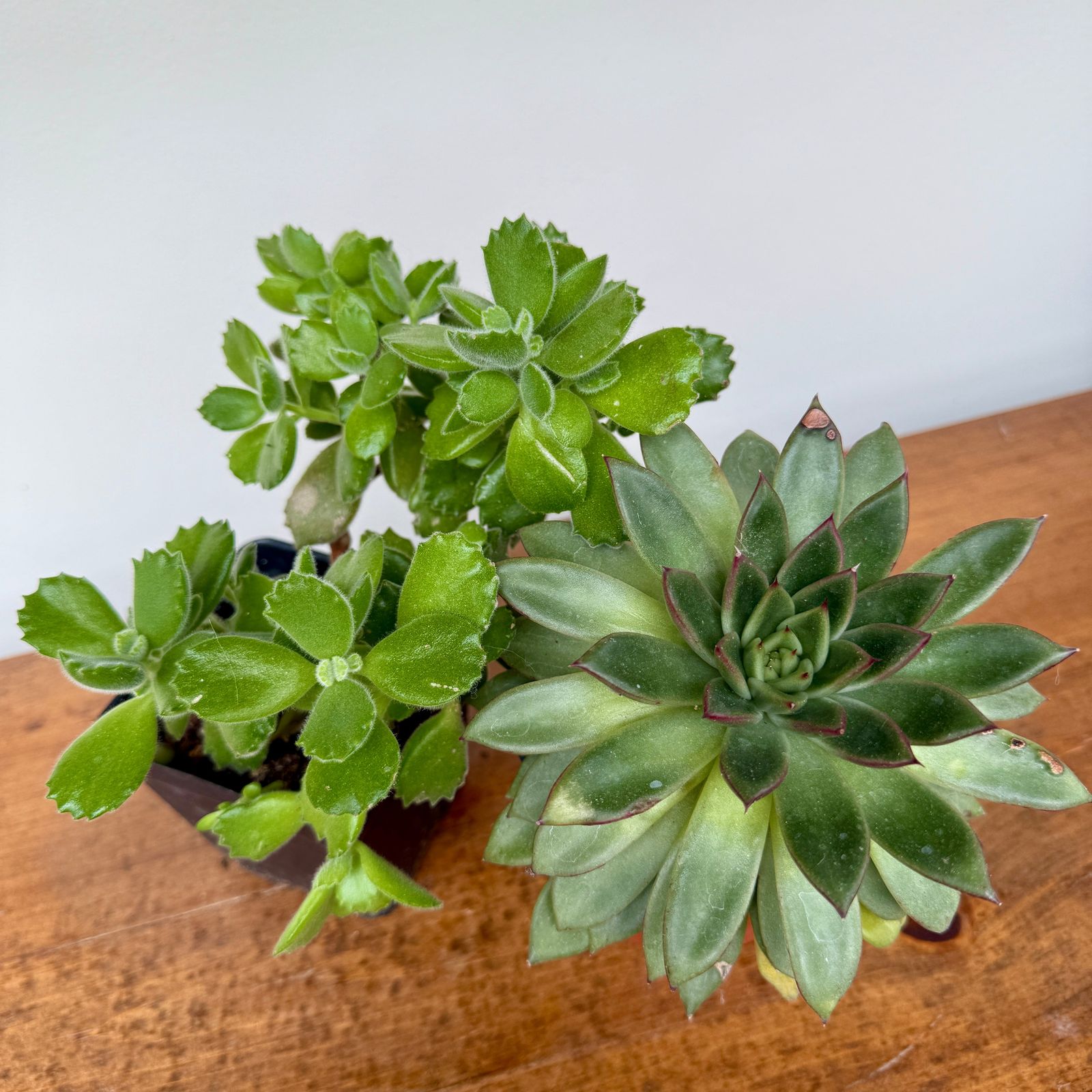Succulents - Assorted (Succulents - Assorted) - 4" Pot