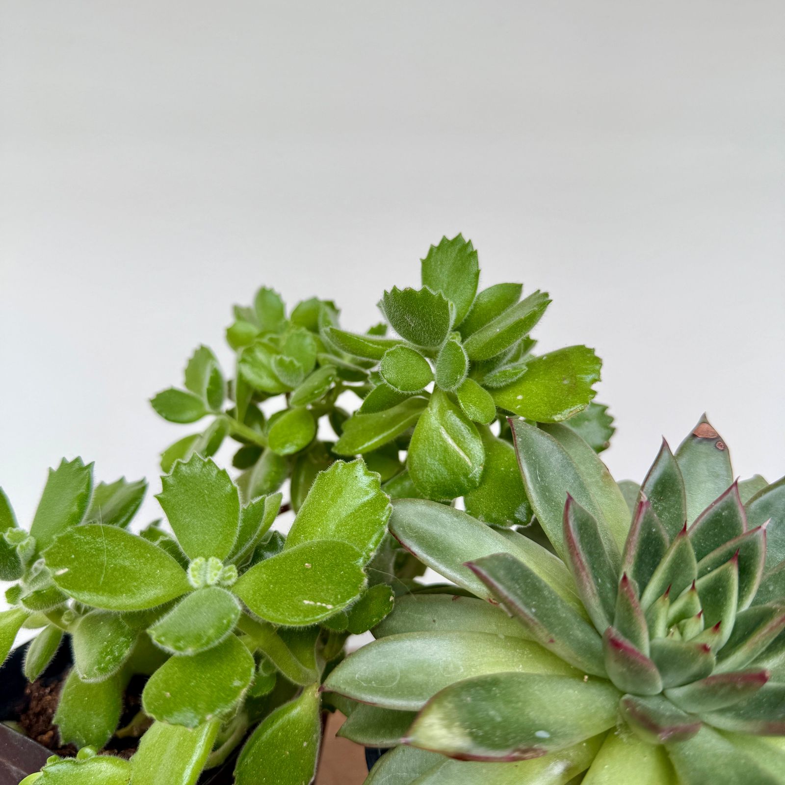 Succulents - Assorted (Succulents - Assorted) - 4" Pot