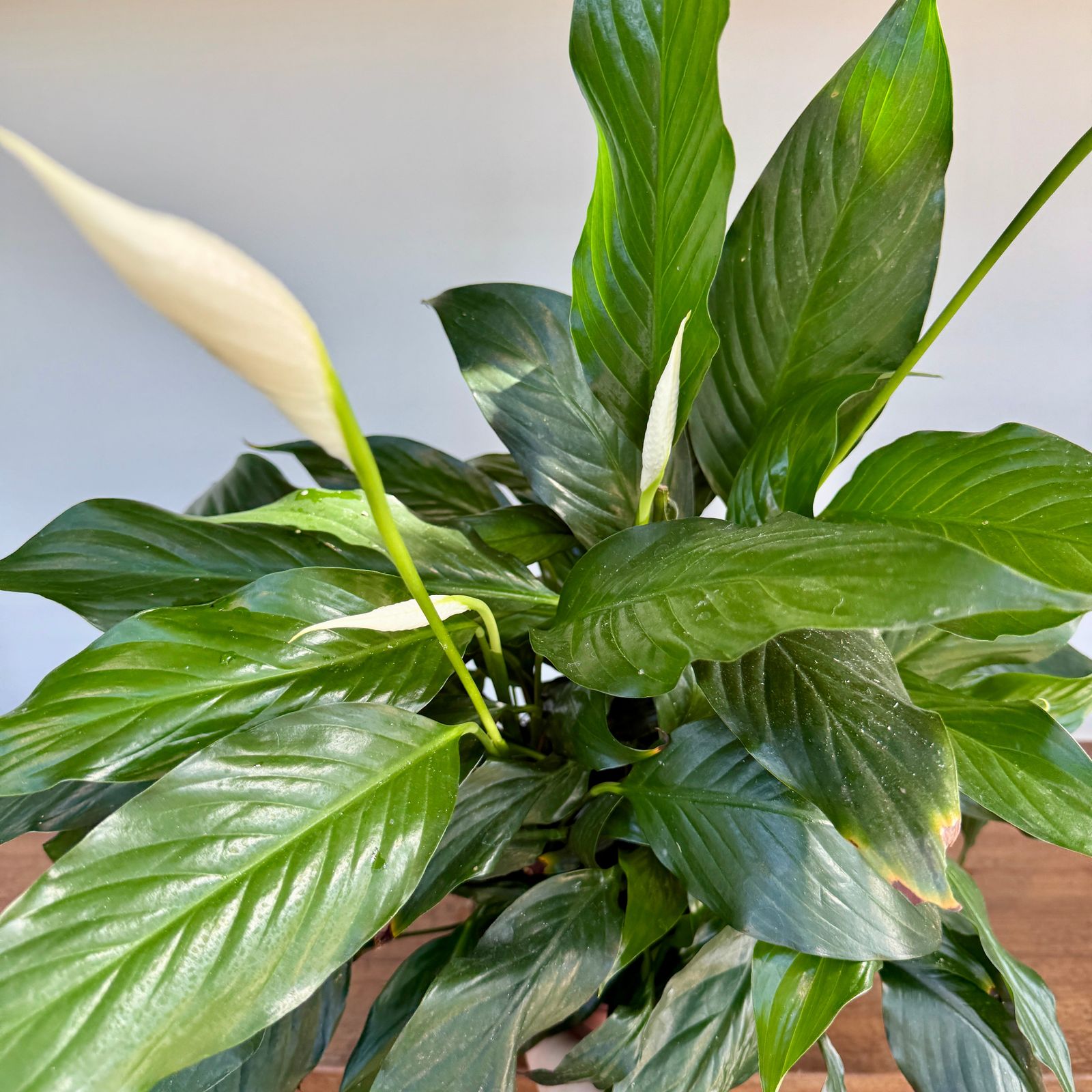 Peace Lily (Spathiphyllum wallisii) - 6" Pot