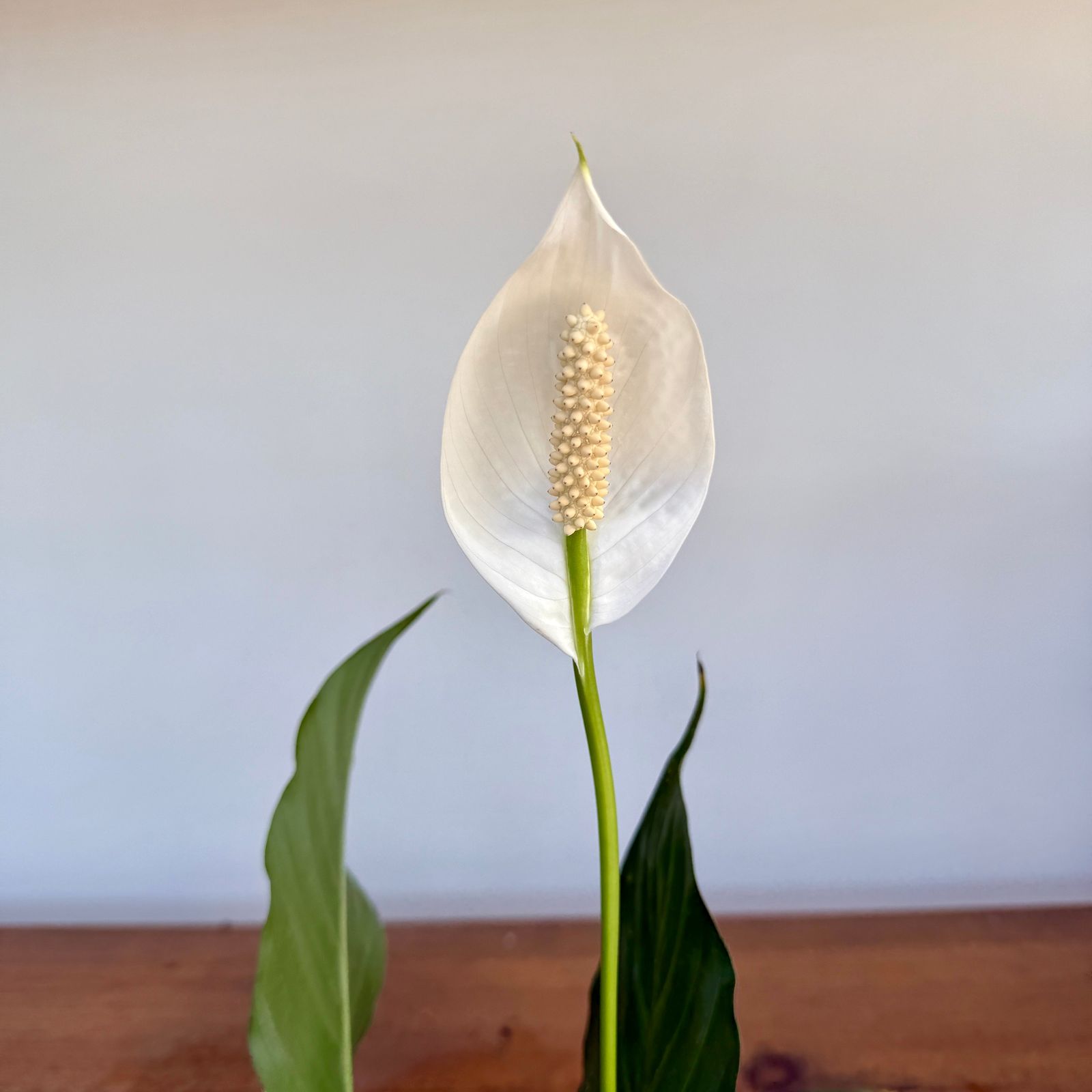 Peace Lily (Spathiphyllum wallisii) - 6" Pot