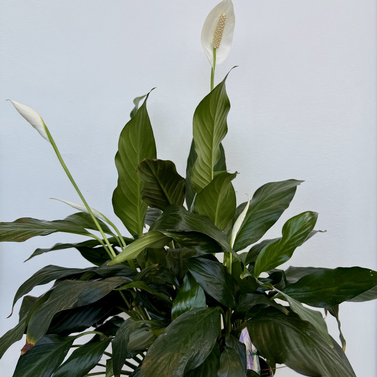 Peace Lily (Spathiphyllum wallisii) - 6" Pot