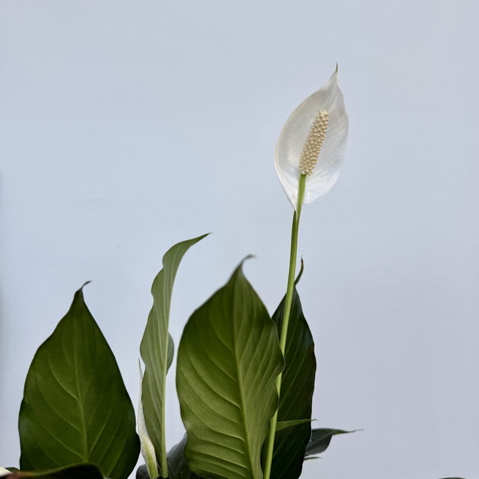 Peace Lily (Spathiphyllum wallisii) - 6" Pot