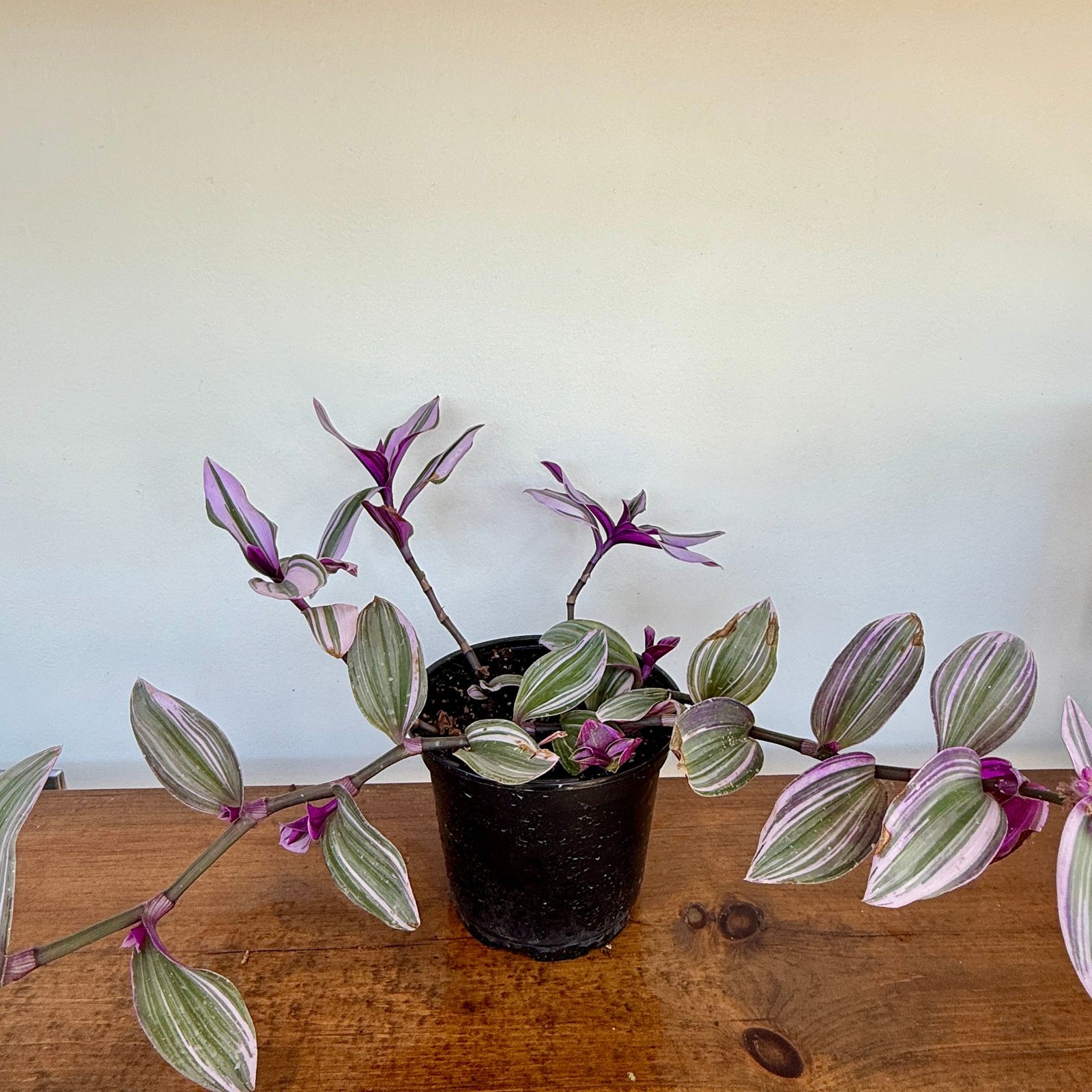 Bubblegum Inch Plant (Tradescantia blossfeldiana 'Bubble Gum') - 6" Pot