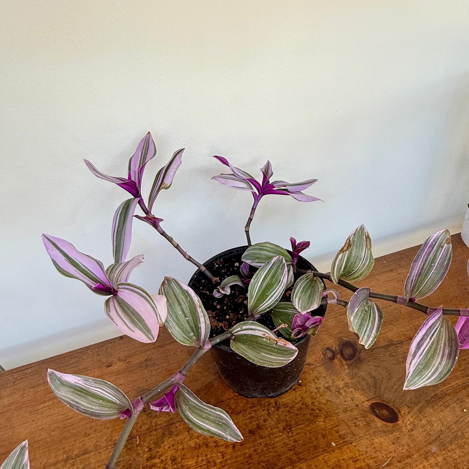 Bubblegum Inch Plant (Tradescantia blossfeldiana 'Bubble Gum') - 6" Pot