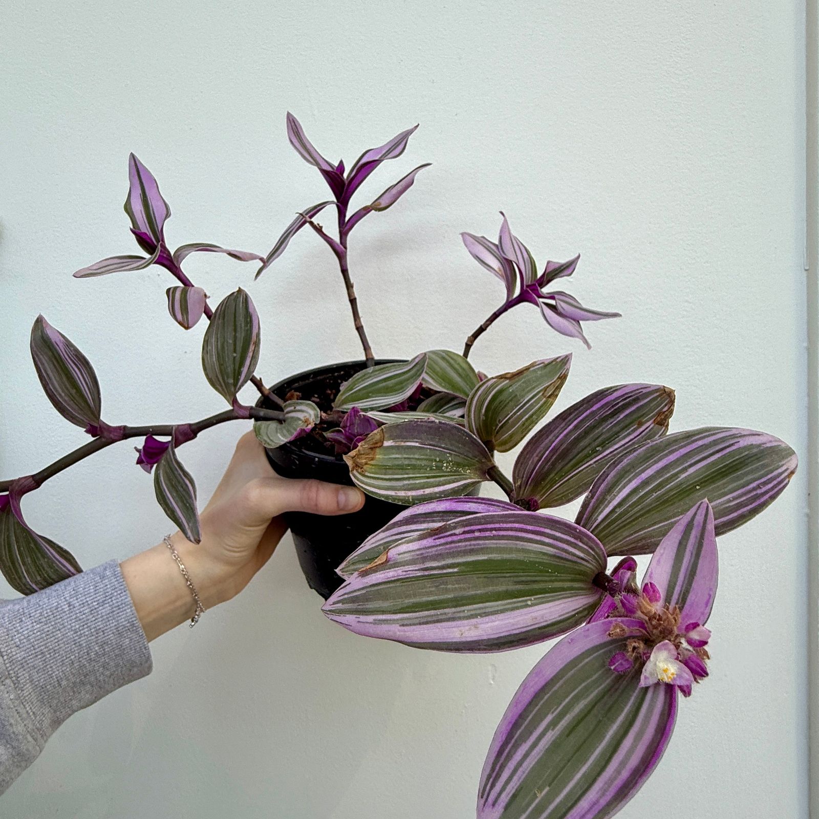Bubblegum Inch Plant (Tradescantia blossfeldiana 'Bubble Gum') - 6" Pot