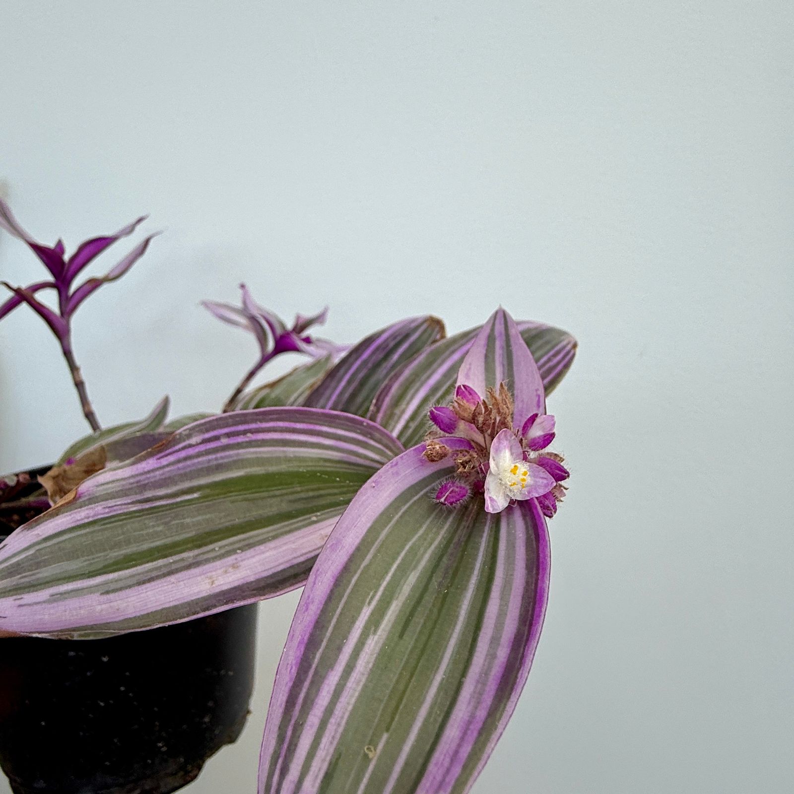 Bubblegum Inch Plant (Tradescantia blossfeldiana 'Bubble Gum') - 6" Pot