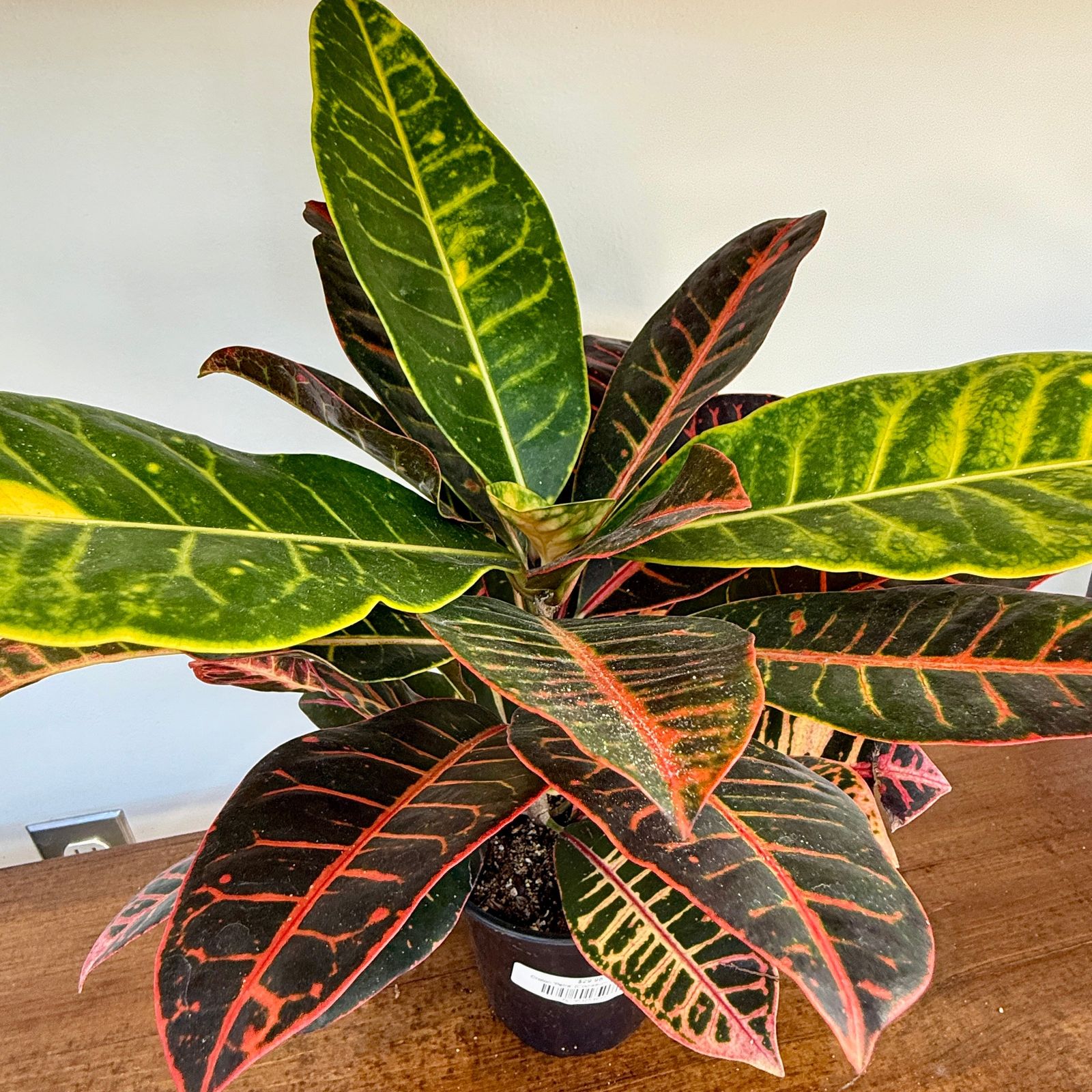 Croton 'Petra' (Codiaeum variegatum 'Petra') - 6" Pot