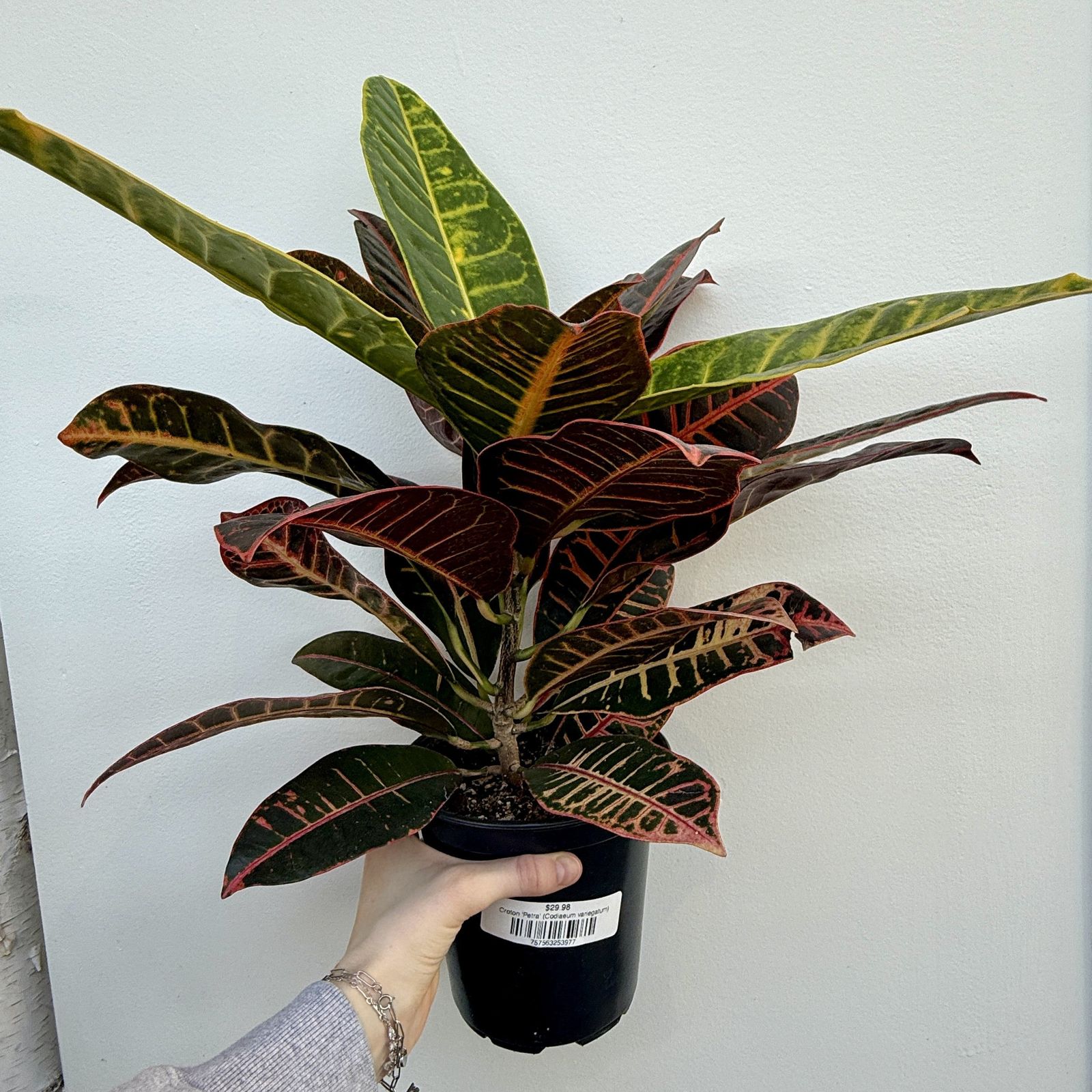Croton 'Petra' (Codiaeum variegatum 'Petra') - 6" Pot