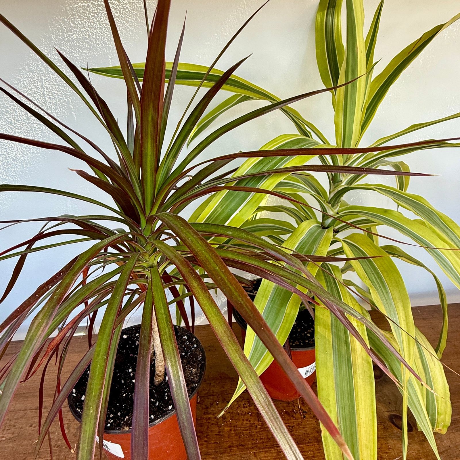 Tropicals - Assorted (Tropicals - Assorted) - 6" Pot